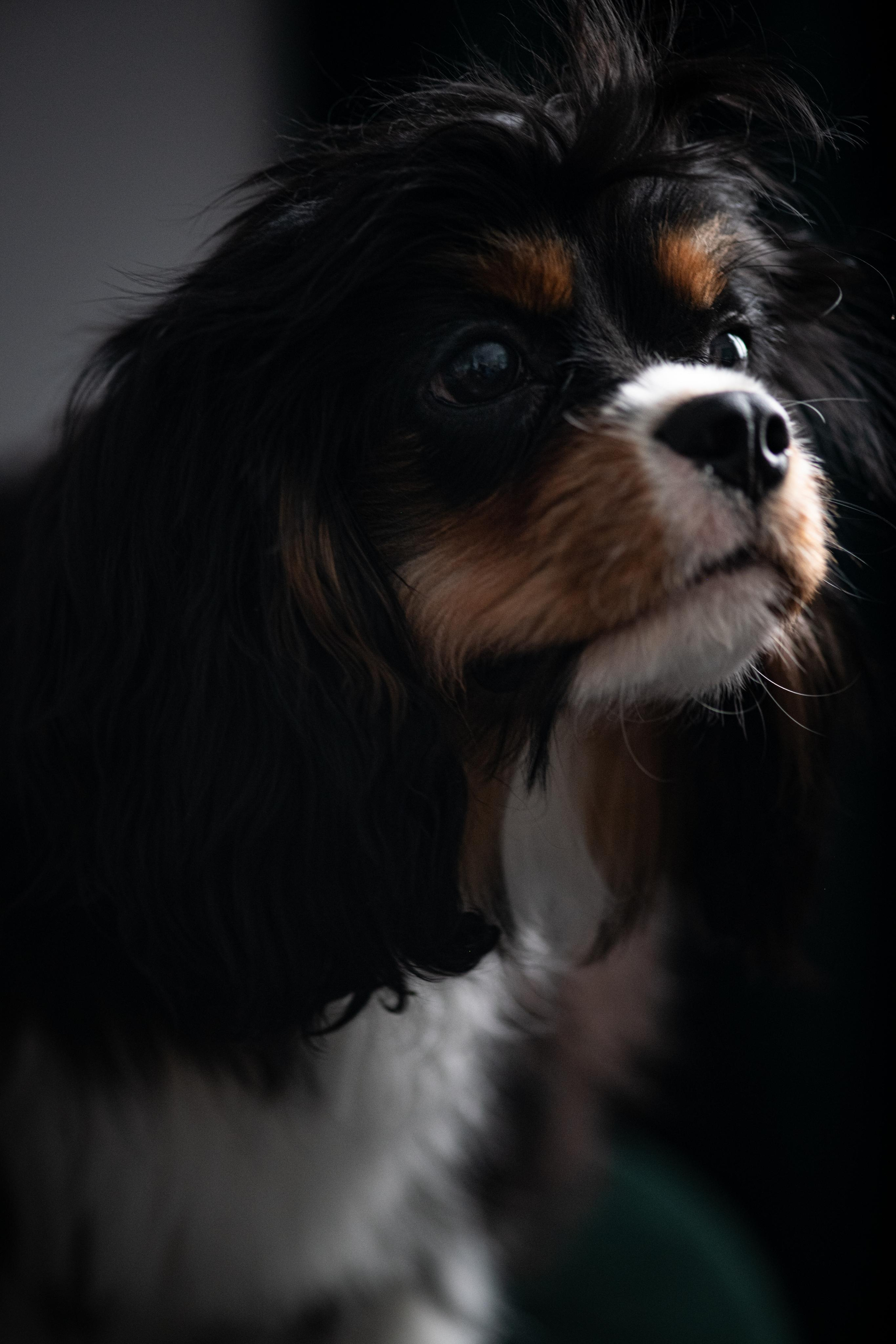 Люди и их друзья. Elnora Atnagulova Foodphotography