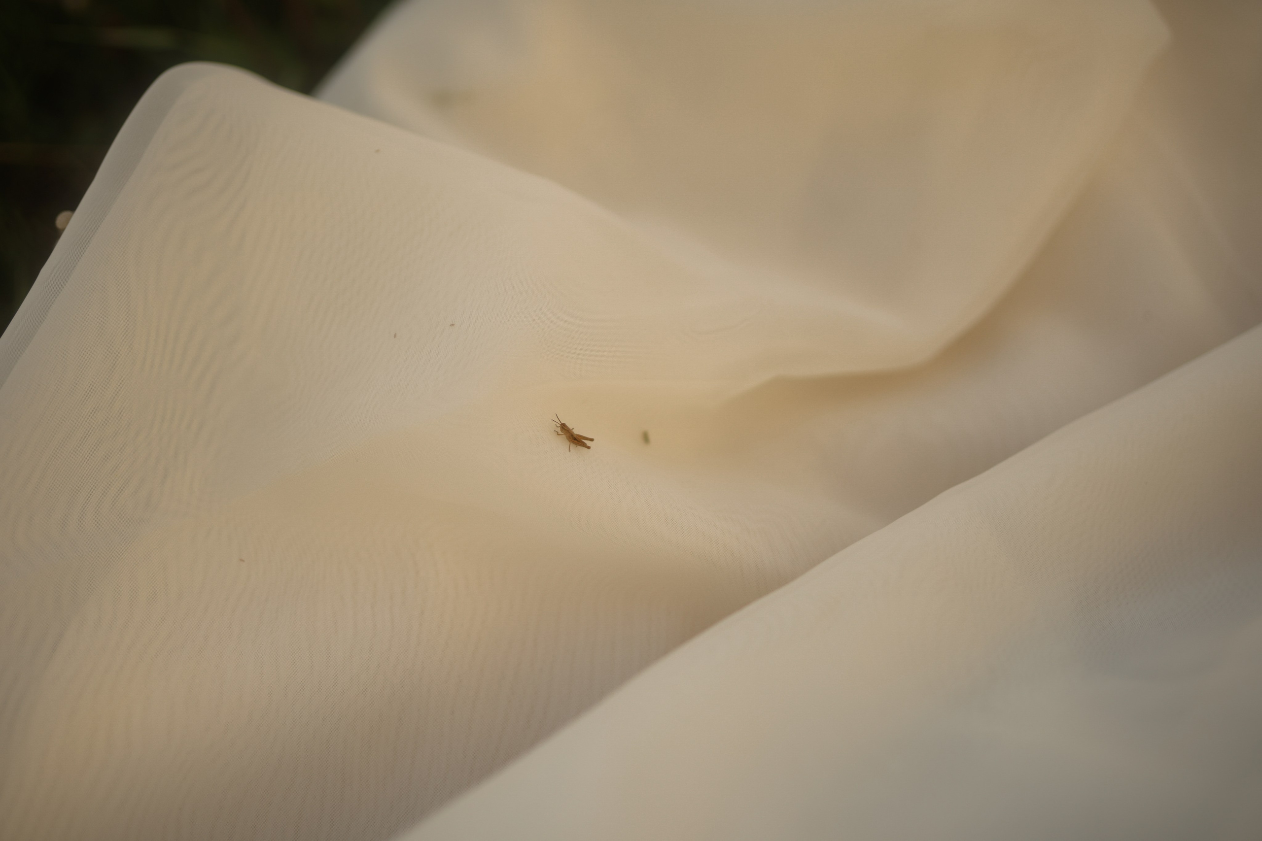 Рано на рассвете