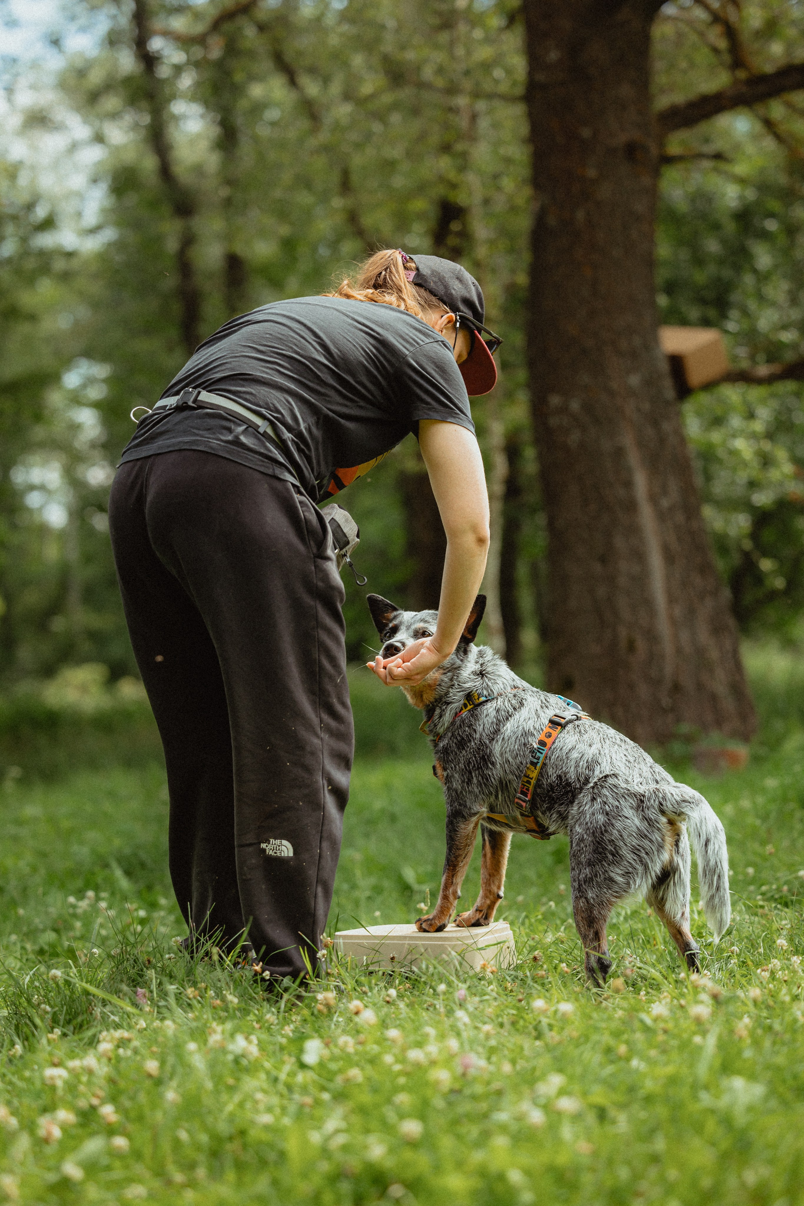 Выездной дог-тренинг от школы «Шерсть имею»