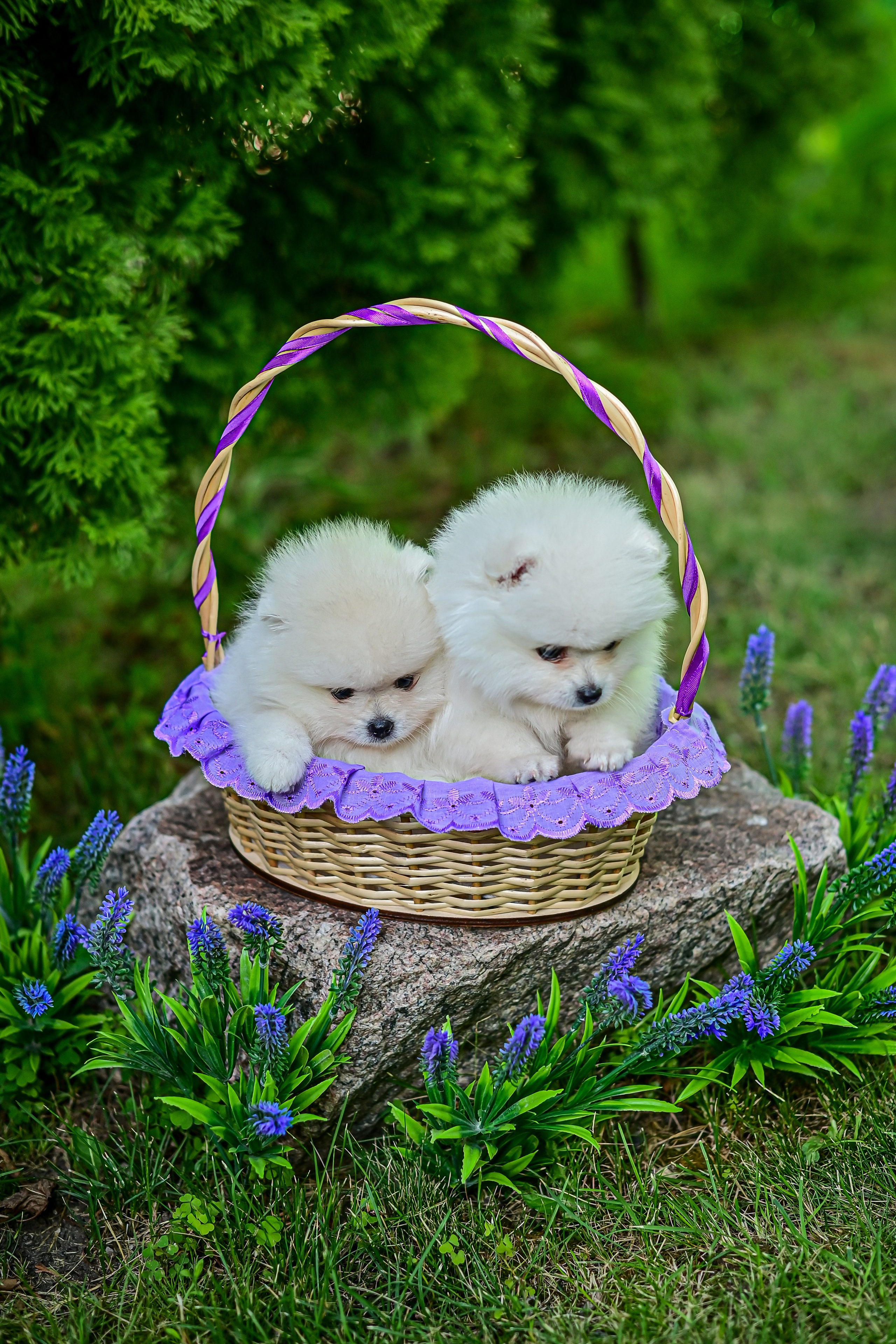 Животные. Семейный и свадебный фотограф в Донецке Донская Анастасия