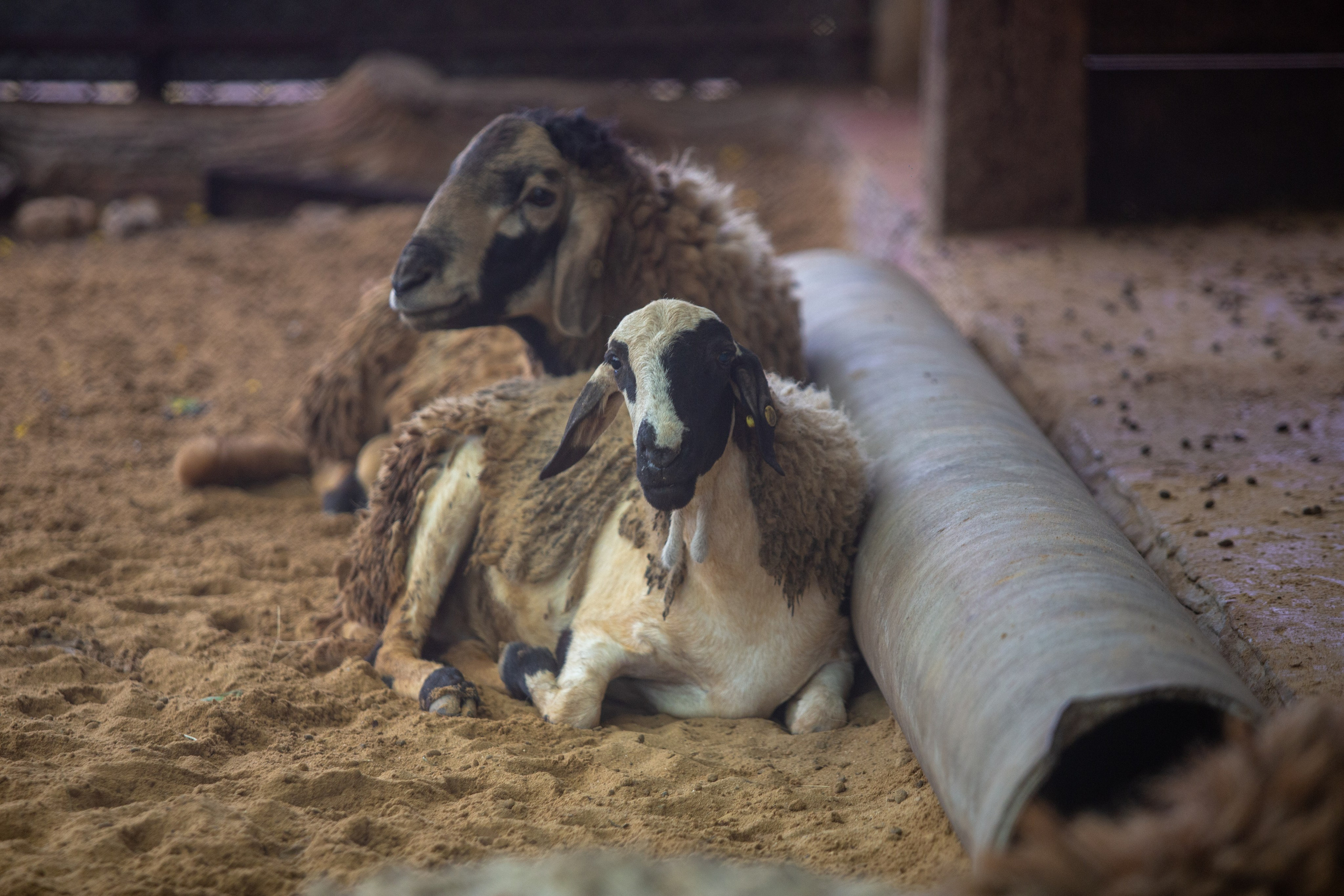 Samut Prakan Crocodile Farm & Zoo. Photographer Sonkina Tatiana (Tanya Ash)
