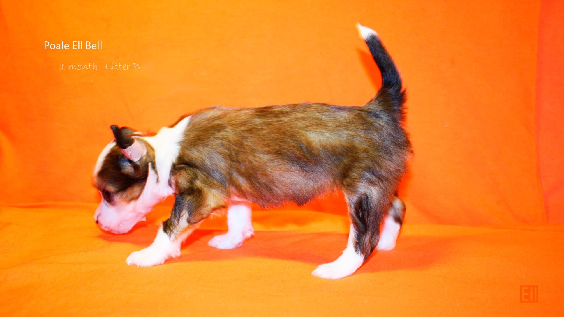 Litter B. Chinese Crested Dog Kennel Poale Ell