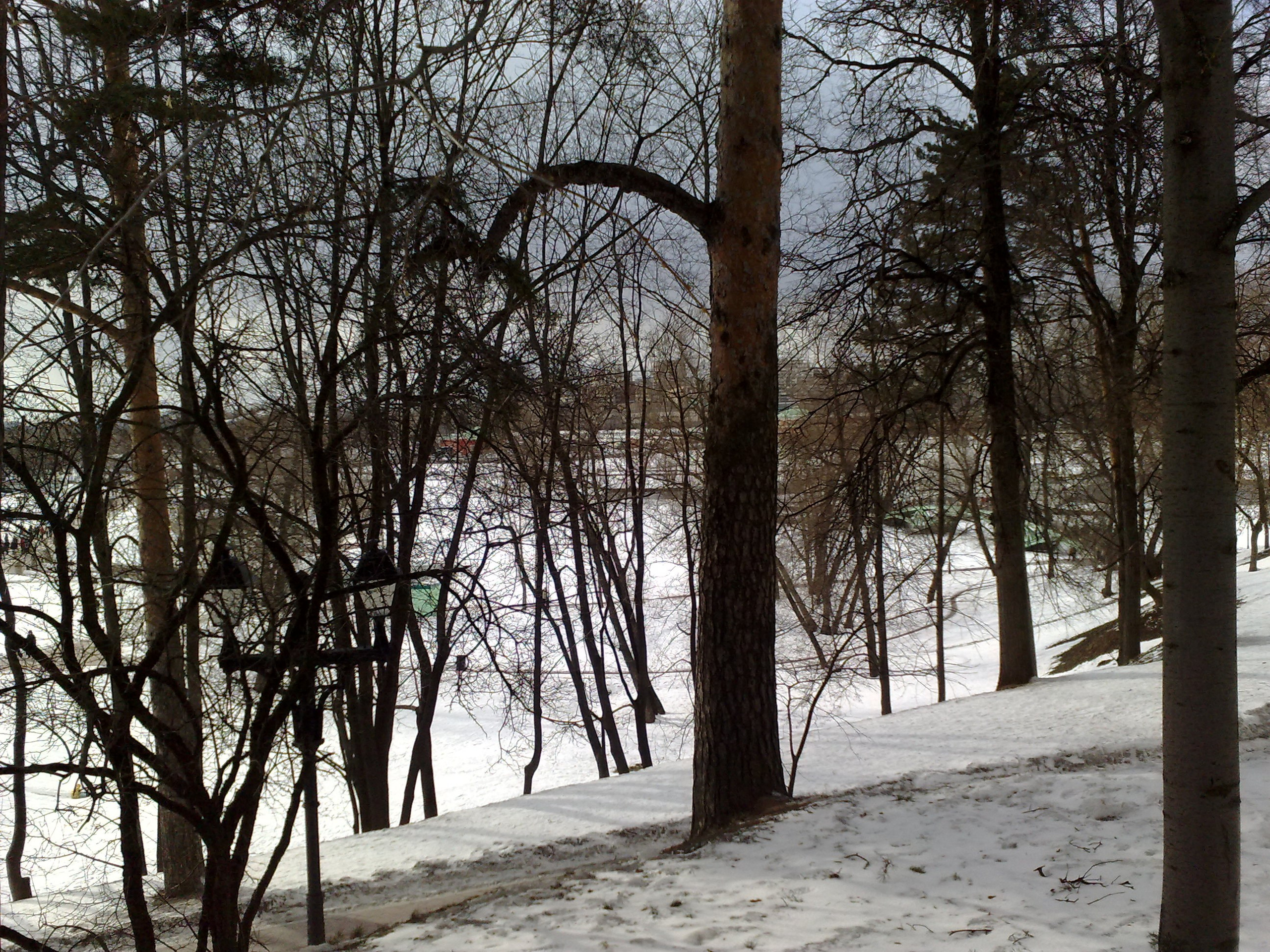 Царицино музей-усадьба. Питомник китайских хохлатых собак Poale Ell: купить щенка в питомнике