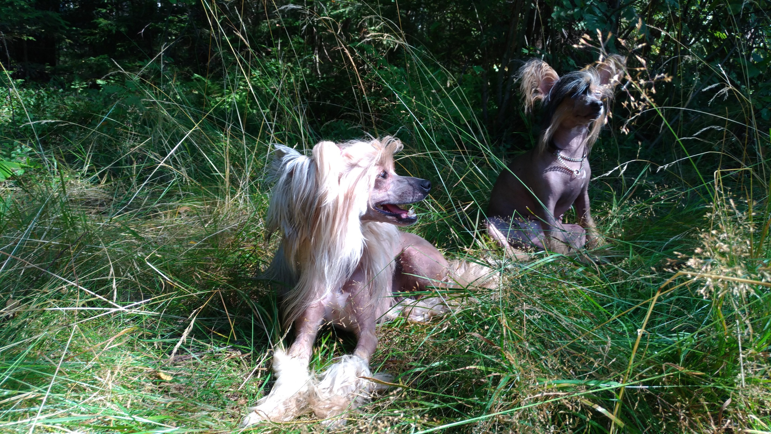 Hike to Konakovo. Poale Ell Chinese Crested Dog Kennel: Buy a puppy from the kennel