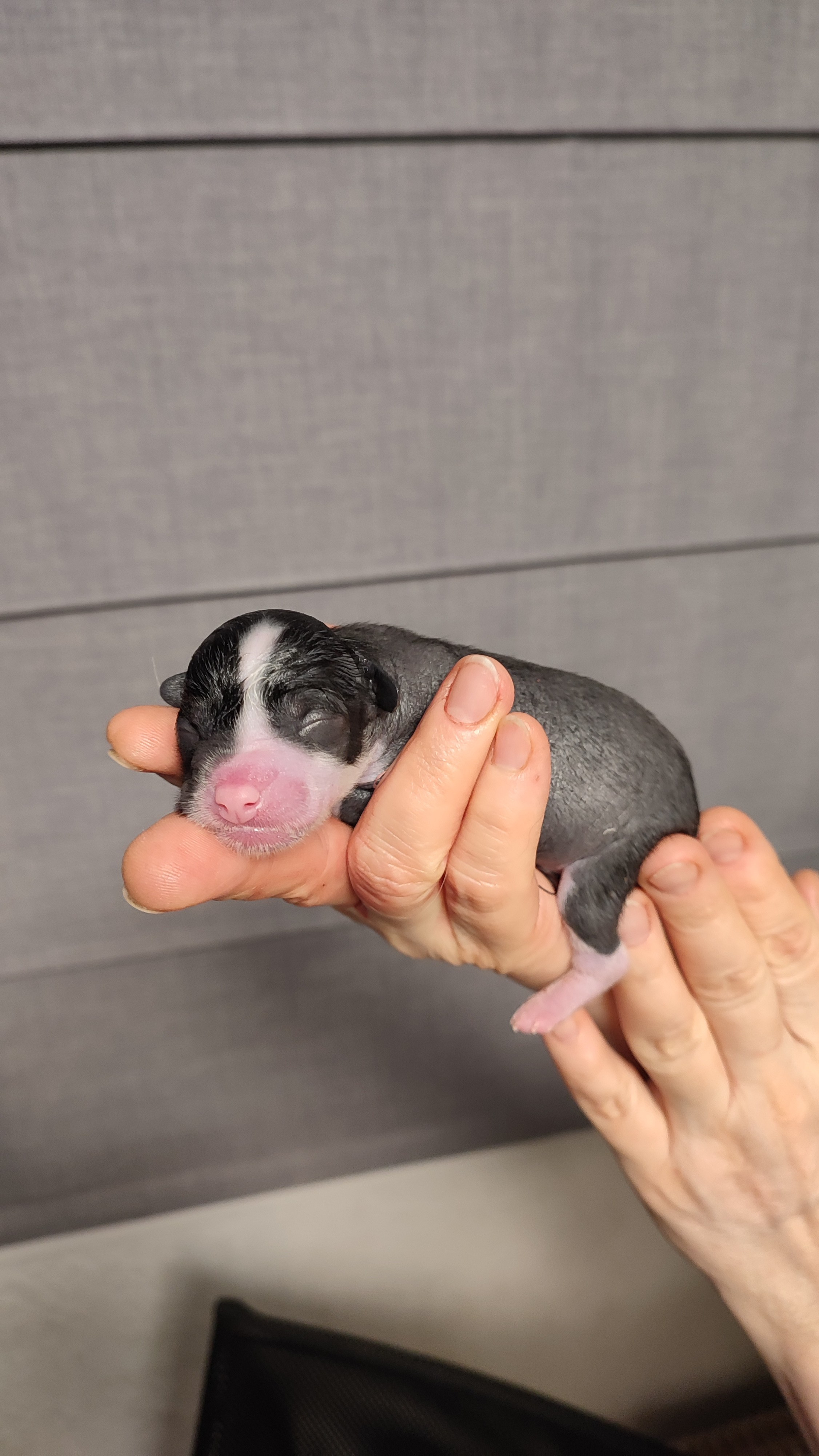 D4 День Рождения