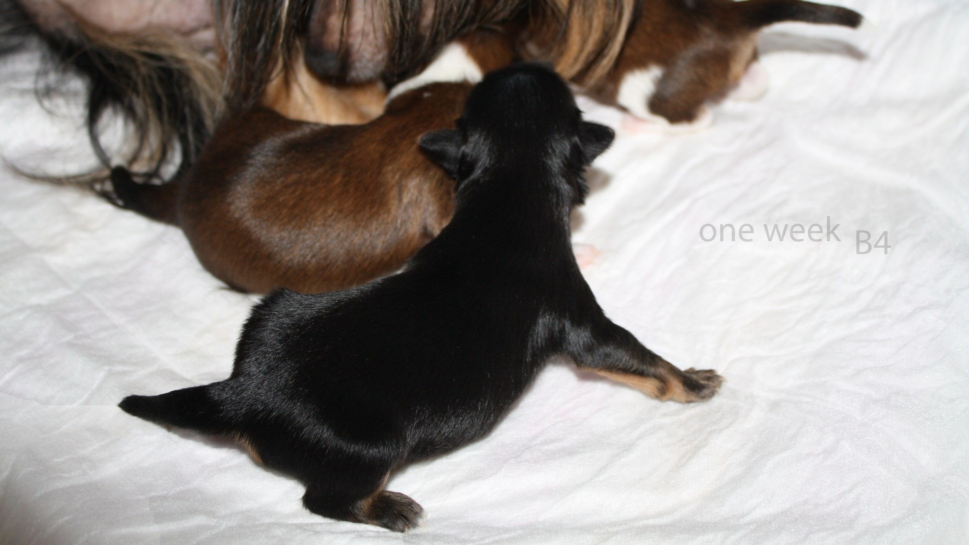 Poale Ell Bazhen. Chinese Crested Dog Kennel Poale Ell