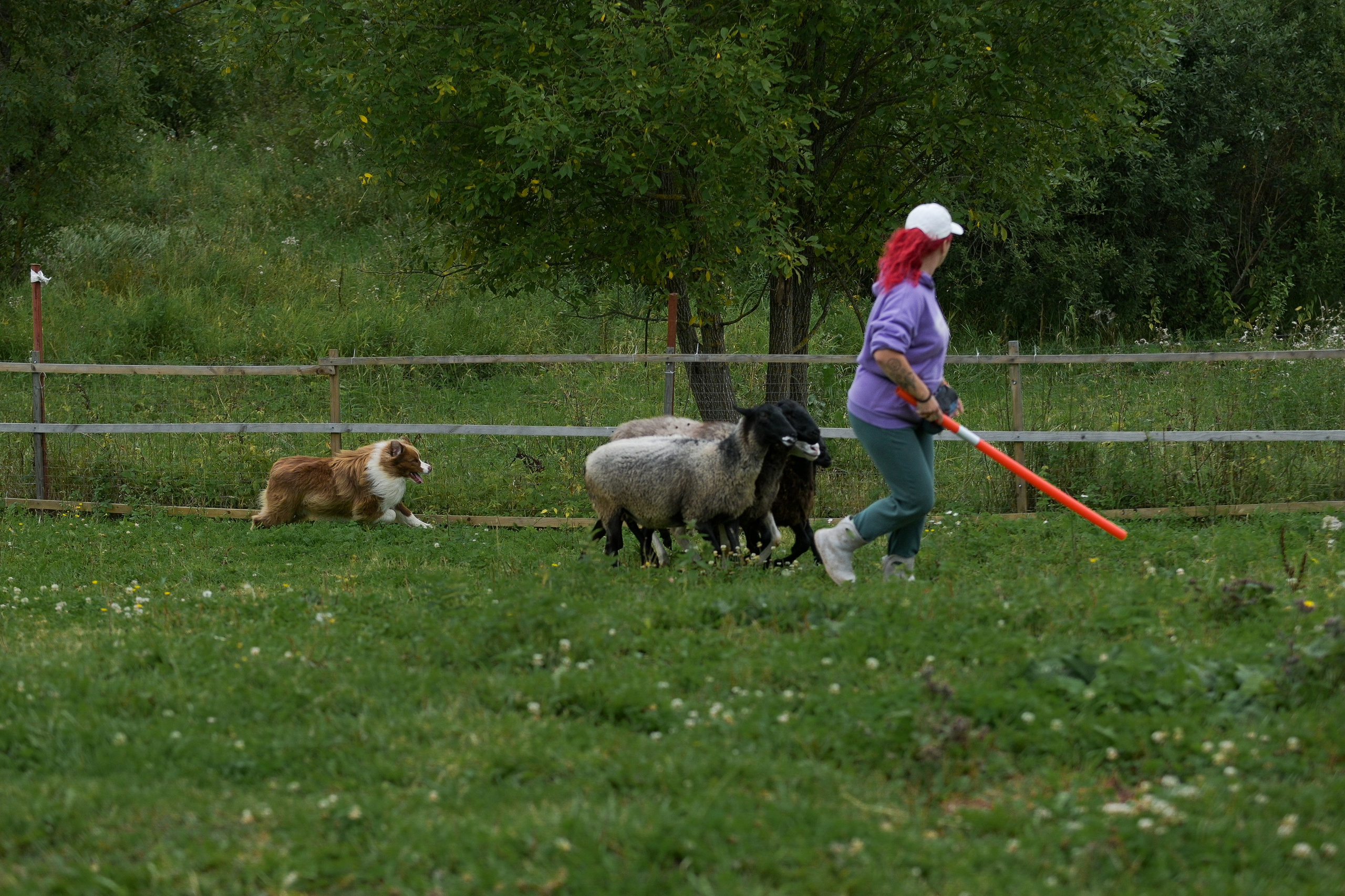 Пастьба собак. Творческий фотограф Вологда