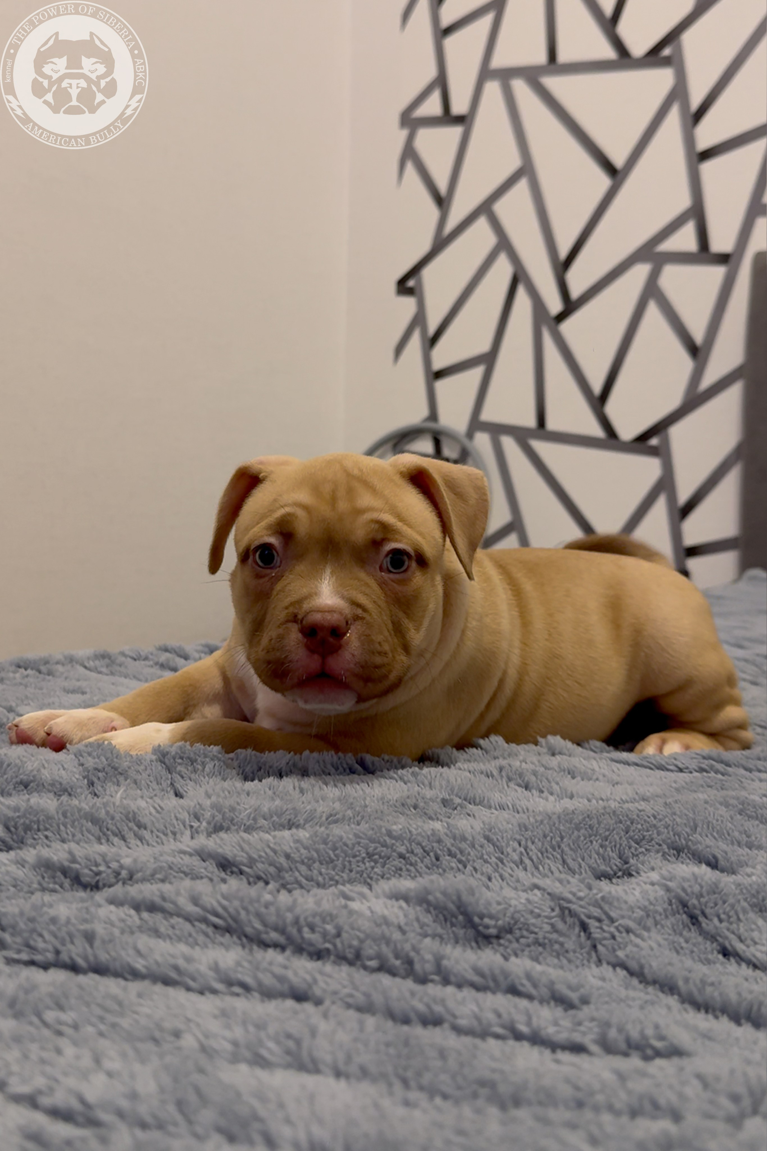 21.02.26-Мила-Турук. Американский Булли в г. Ростов-на-Дону. Питомник THE POWER OF SIBERIA