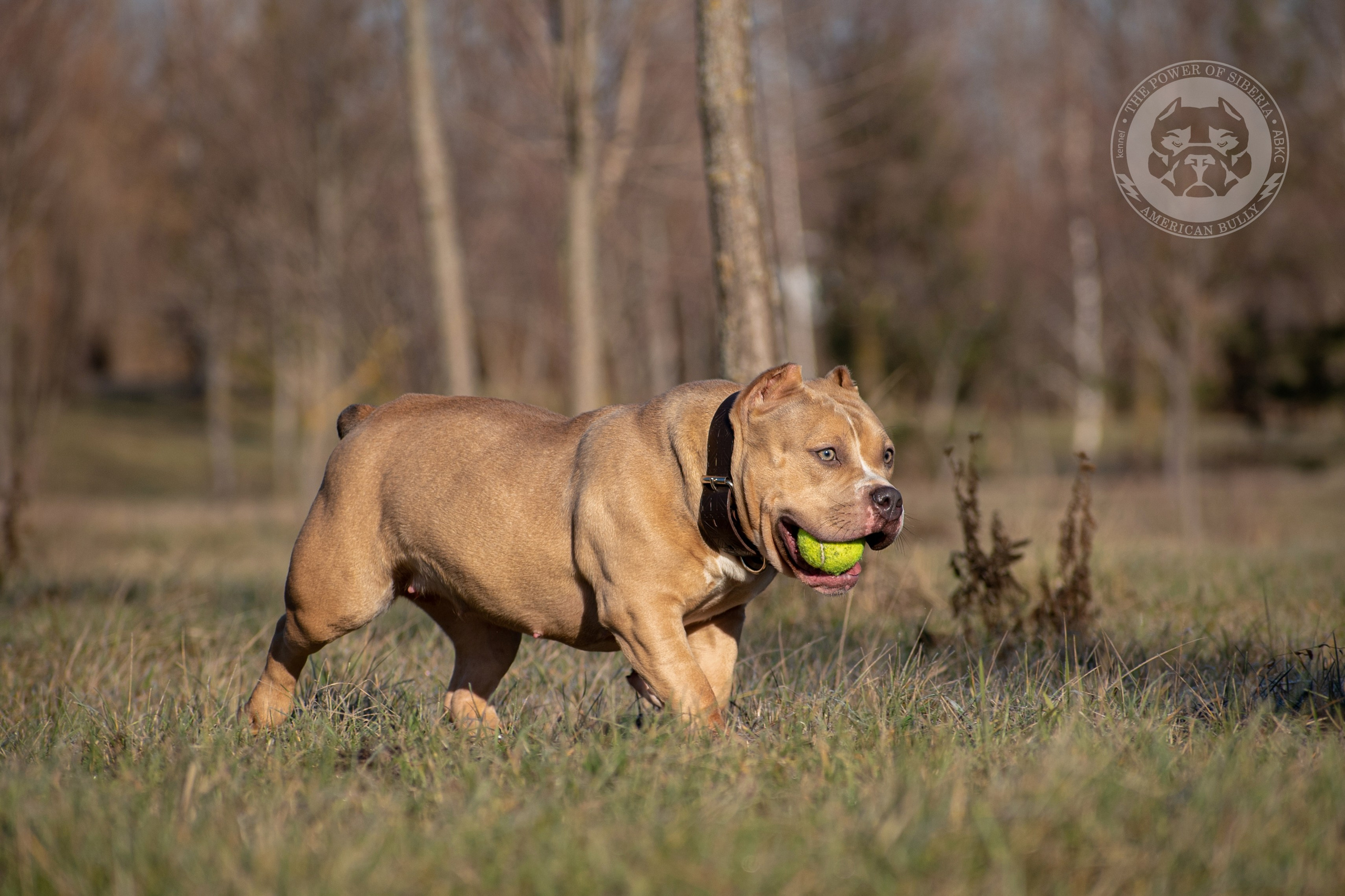 кобель на вязку American Bully в Сургуте