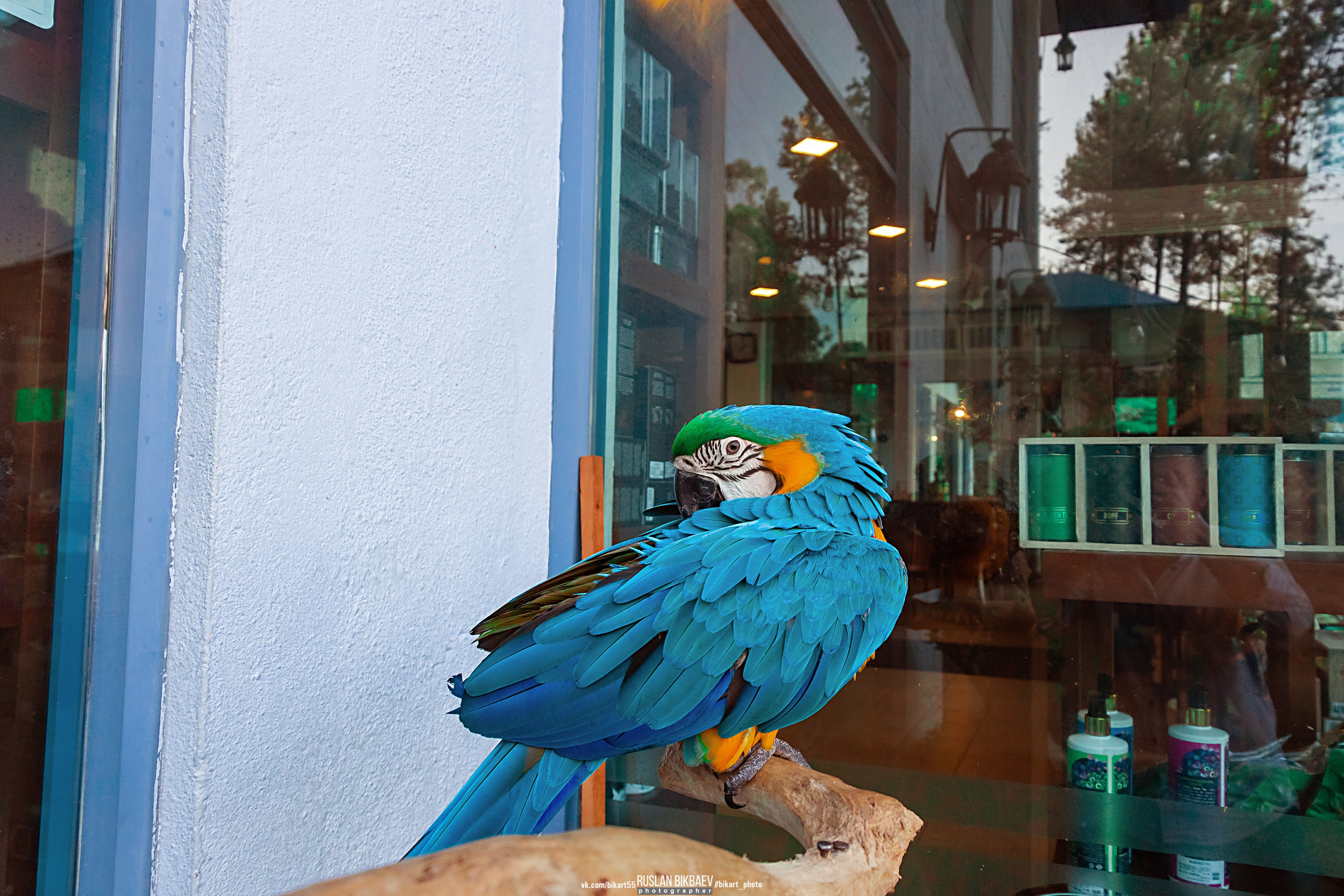 ШРИ-ЛАНКА 2025 / SRI LANKA 2025. Главная