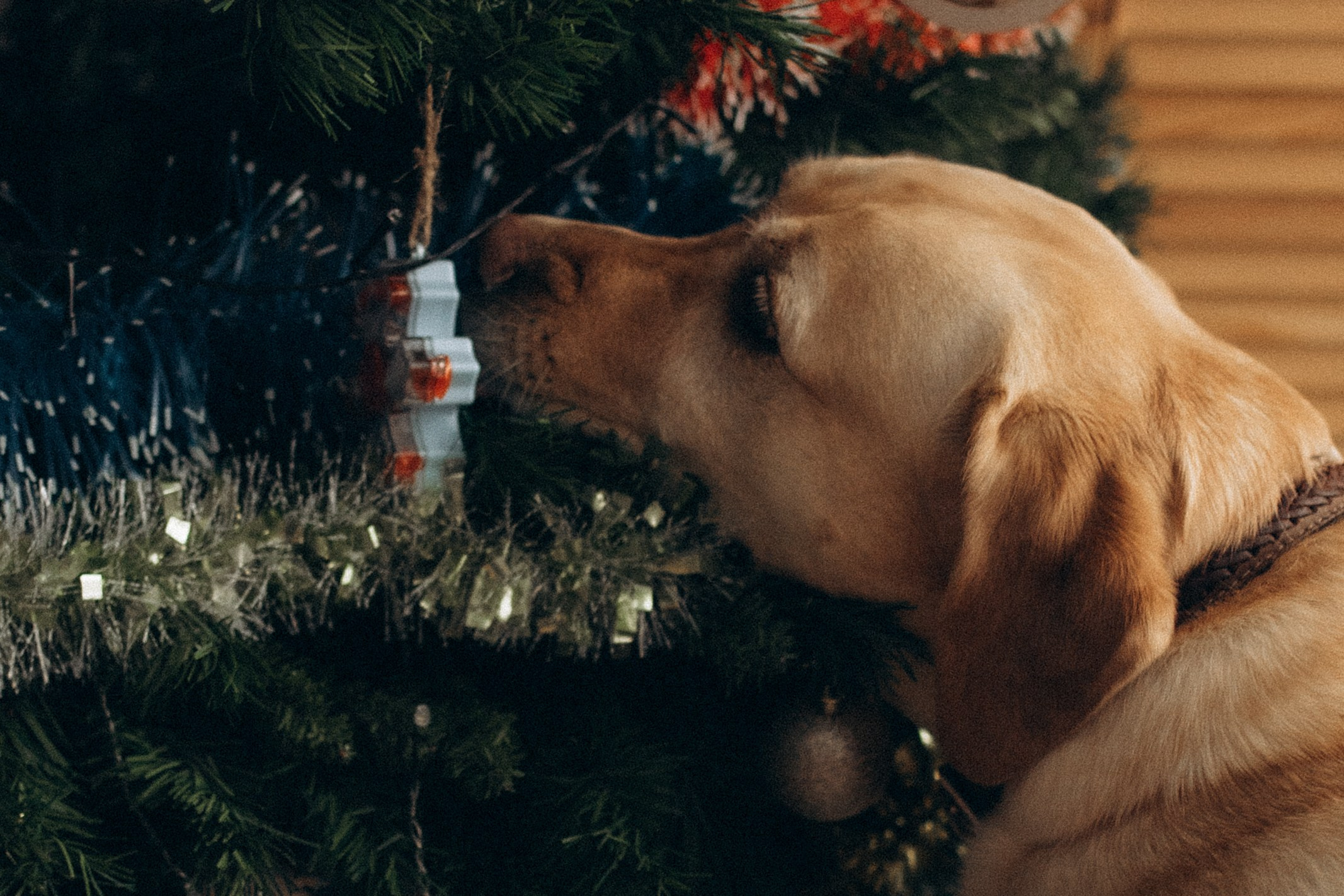 День рождения только раз в году. Семейный фотограф lifestyle в Новосибирске Елена Шпилевая
