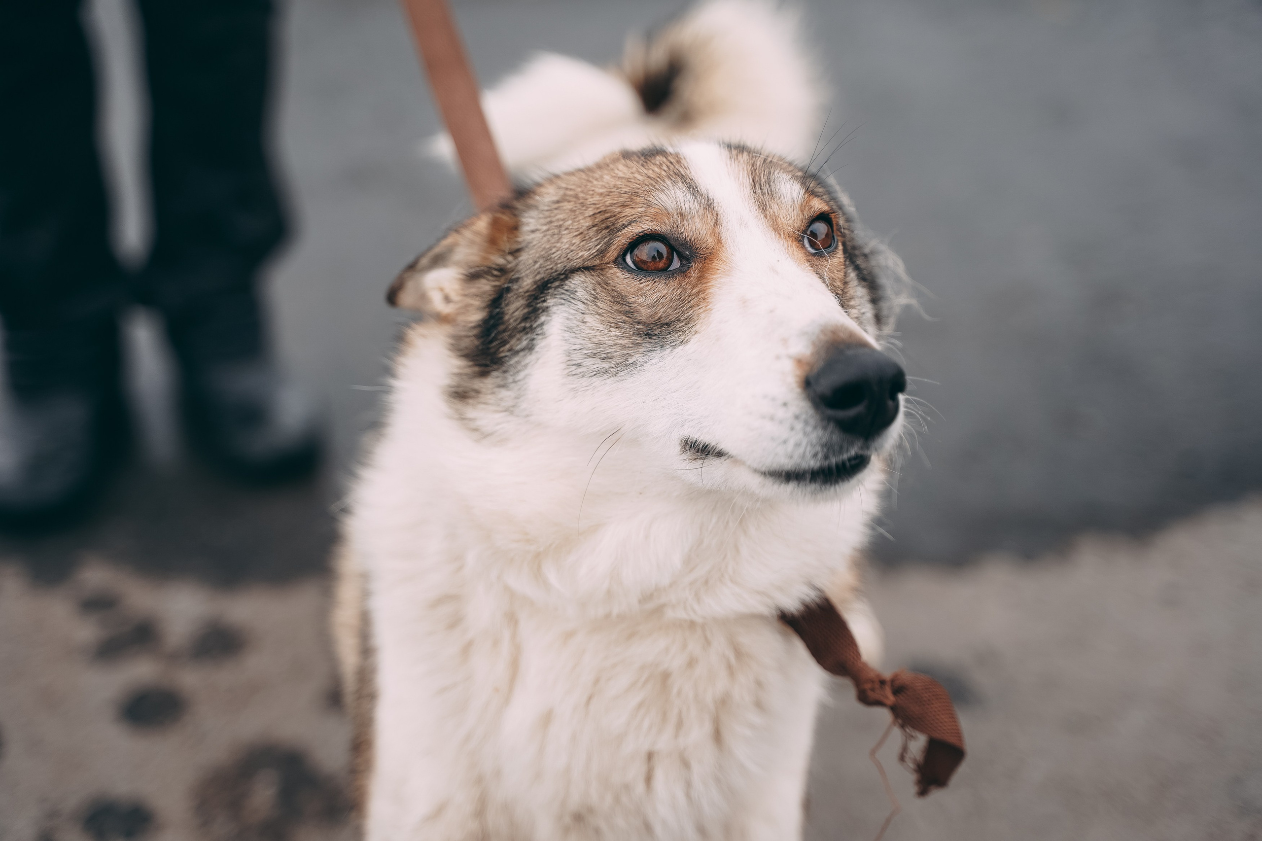 Съемка для благотворительного фонда «Дог 24». Фотограф-анималист, портретный фотограф в Чебоксарах Мария Садыкова