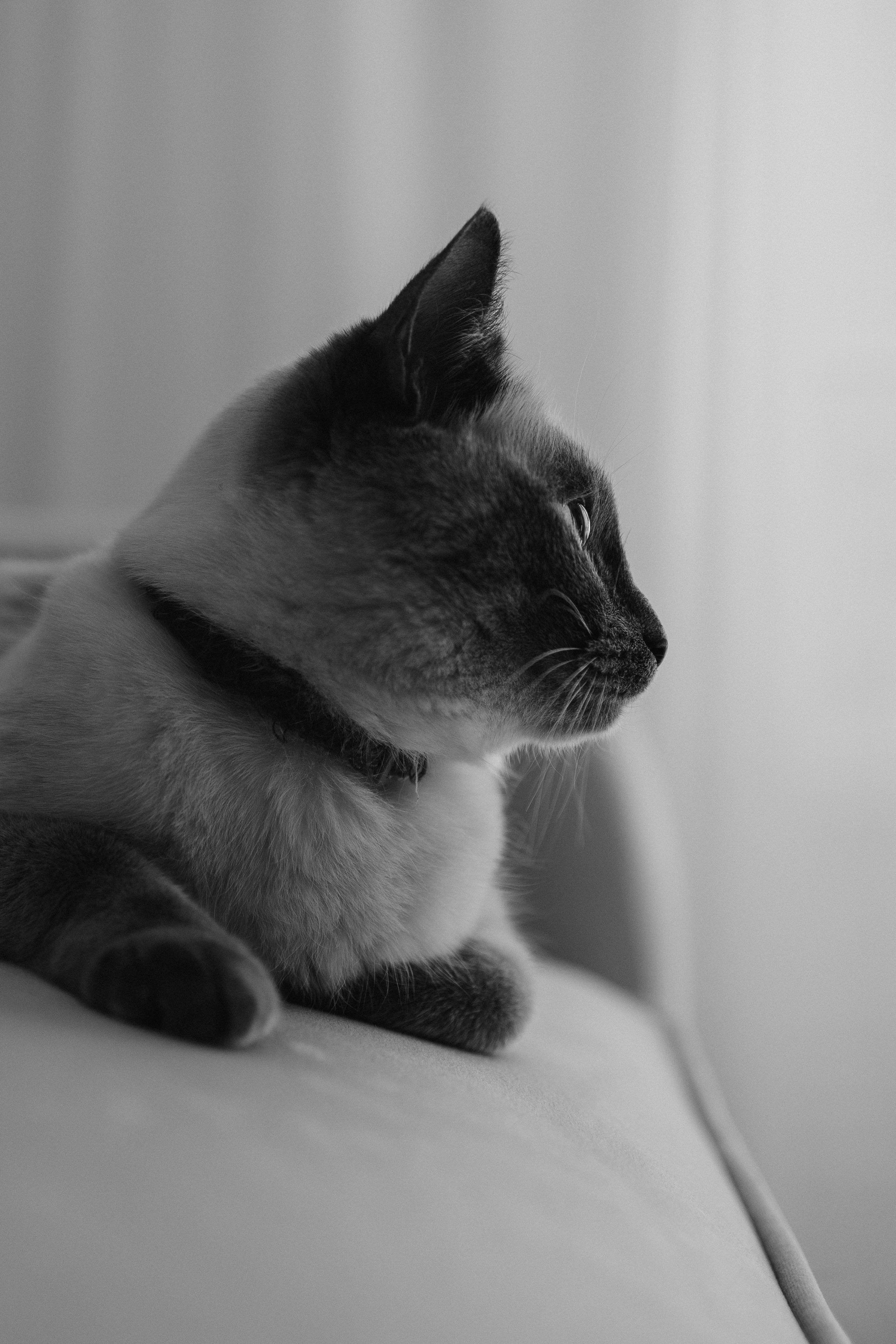 Бэлла, Деми и Луна. Фотораф — анималист Мария Шистка