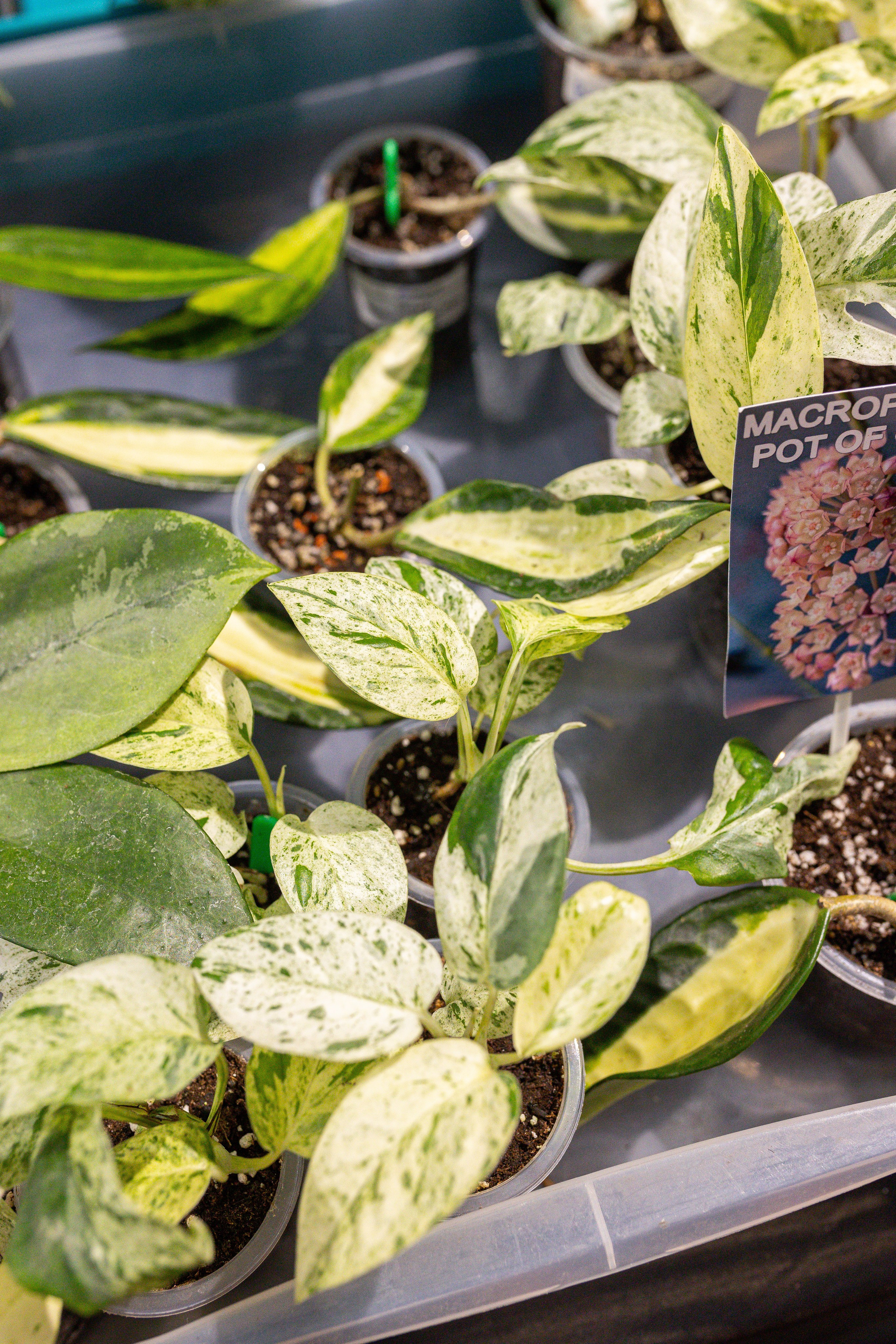 Ярмарка Green Rare 20.09.25. Александра Куликова фотограф, Москва