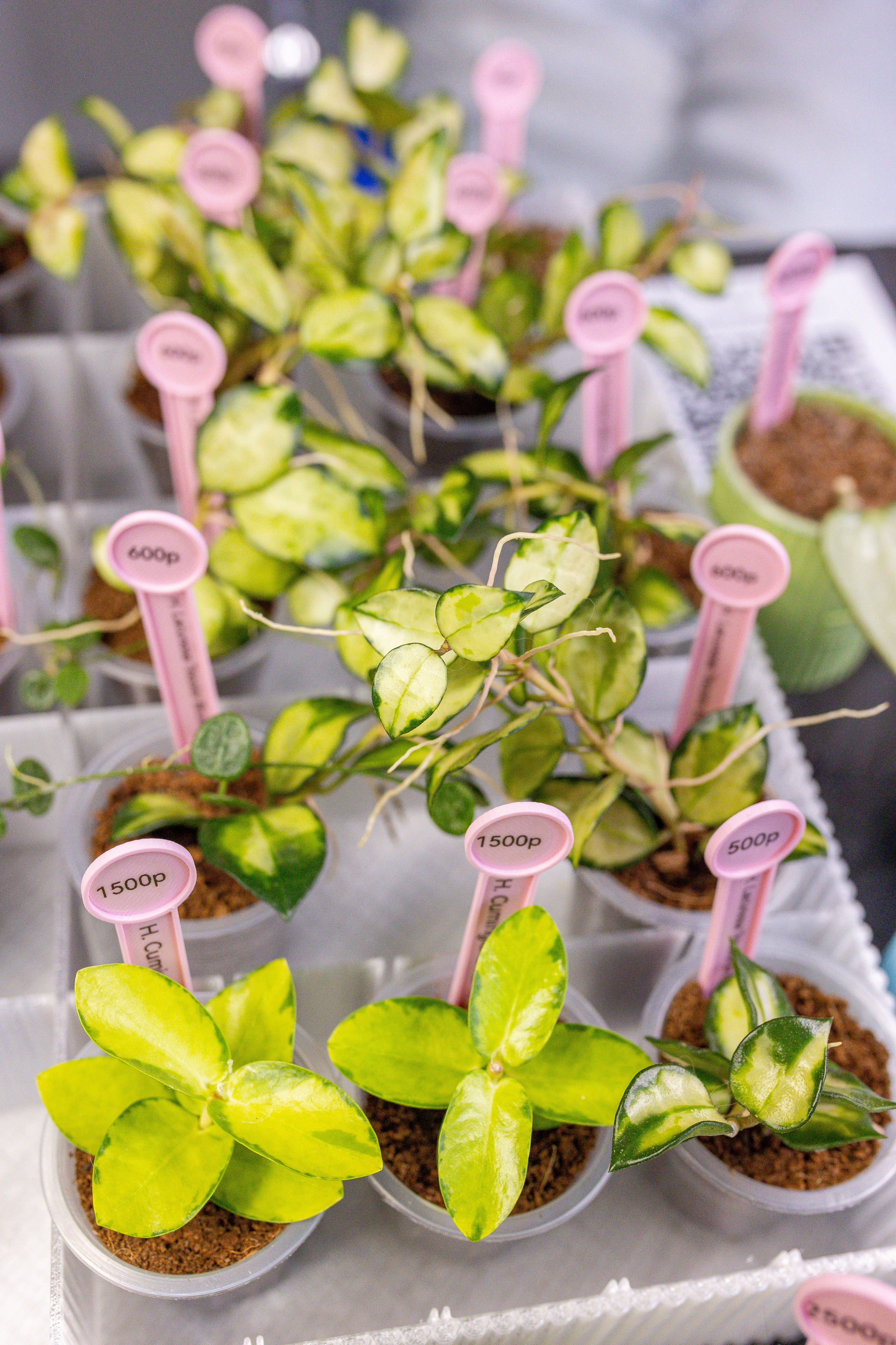 Монстериум 11–12 октября. Александра Куликова фотограф, Москва