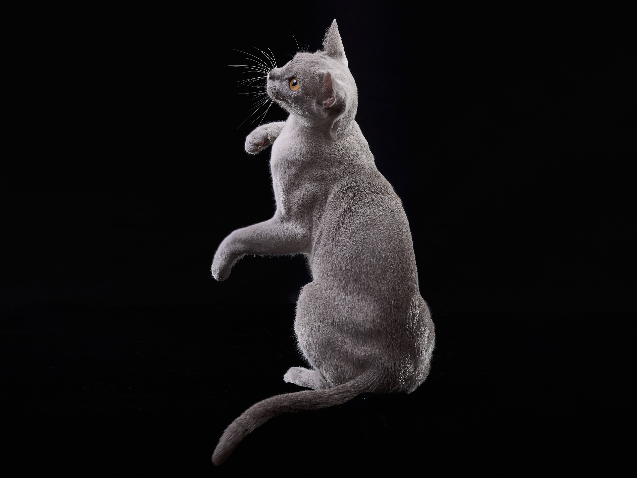 Анималистика. Выездные съемки. Фотограф людей и животных в Санкт-Петербурге Марина Бурмистрова