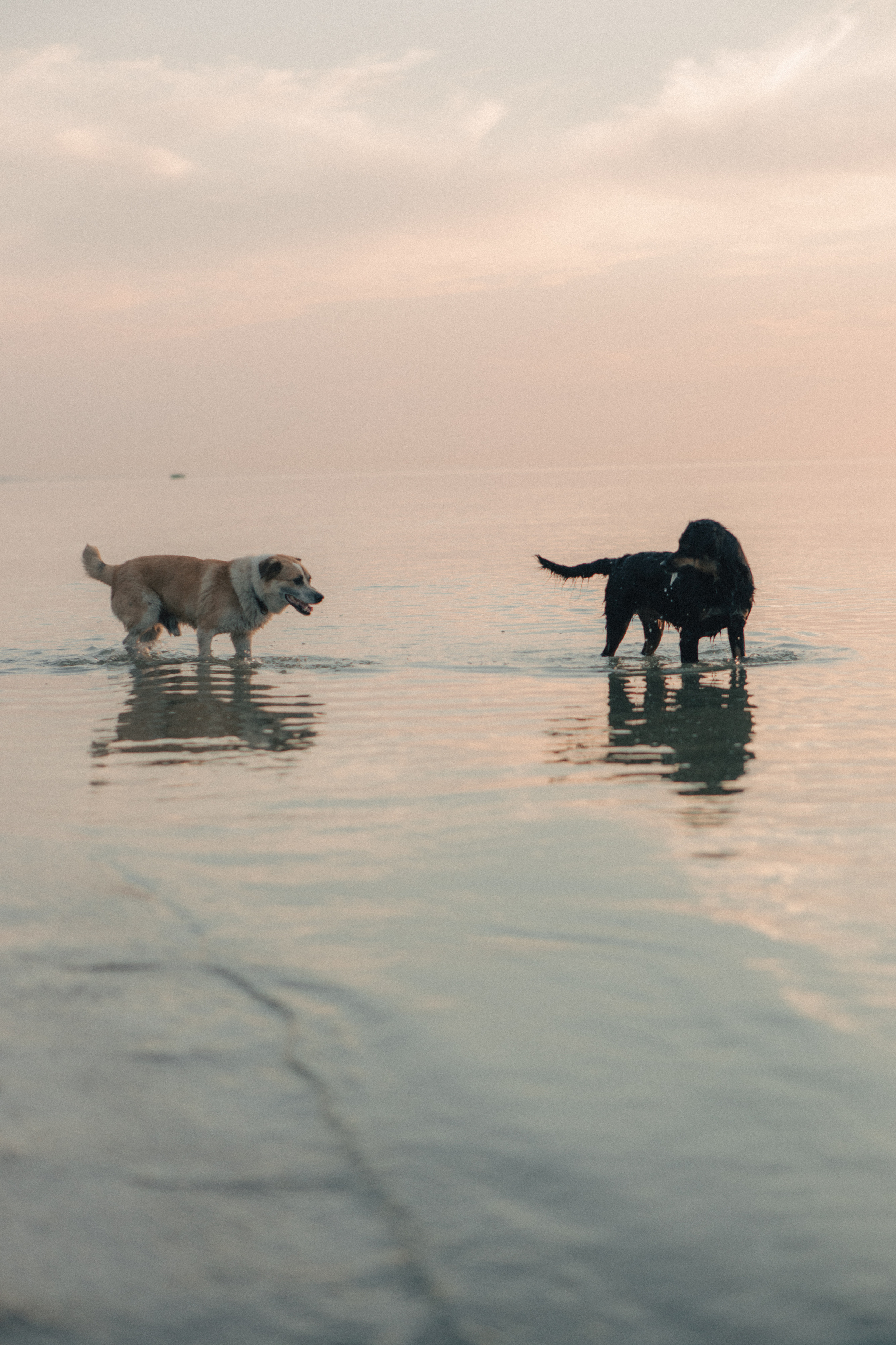 Family moment 💫. Семейный фотограф и фотограф на роды в Ростове-на-Дону Мухина Виктория