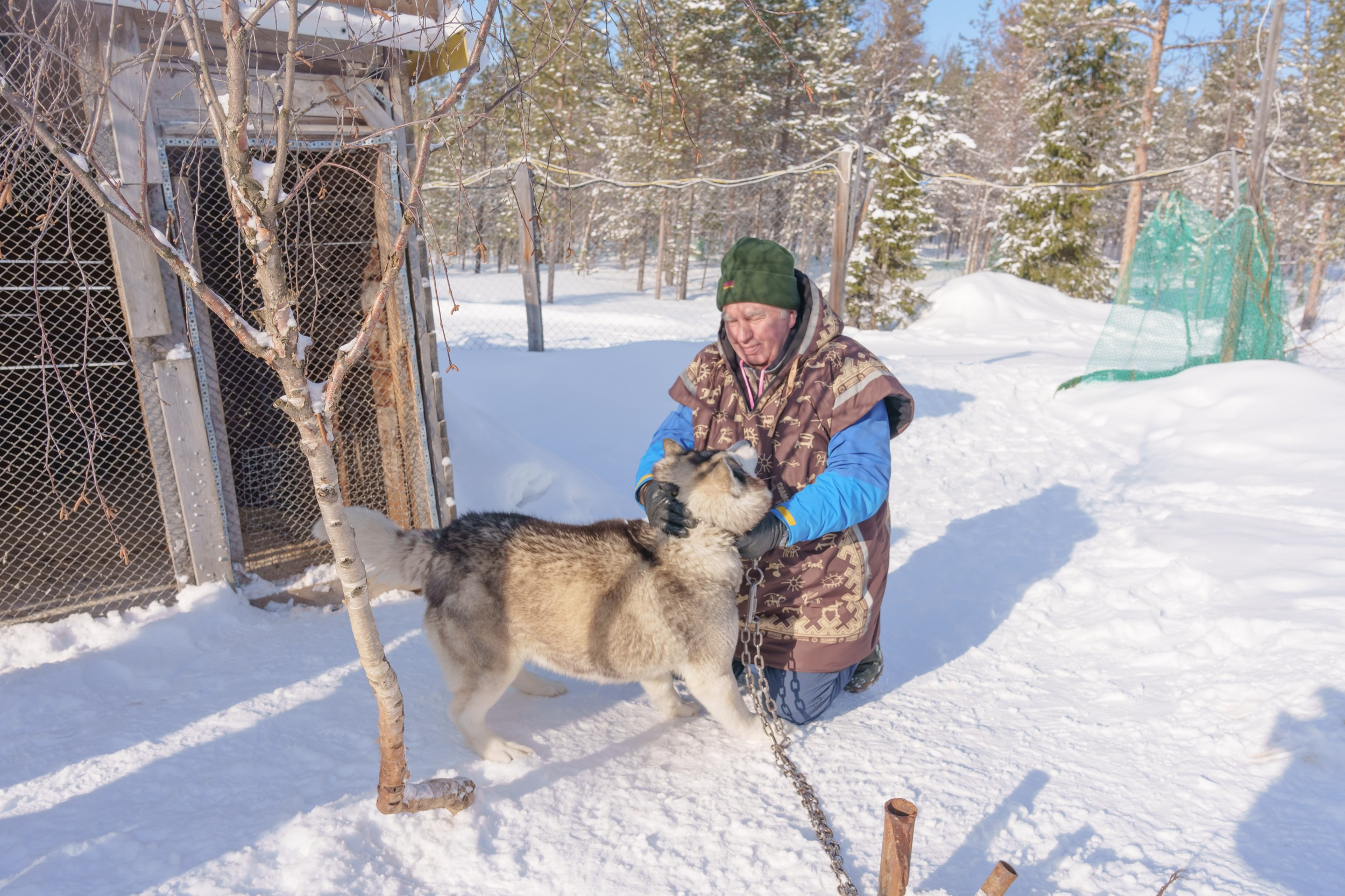 Хаски в саамской деревне