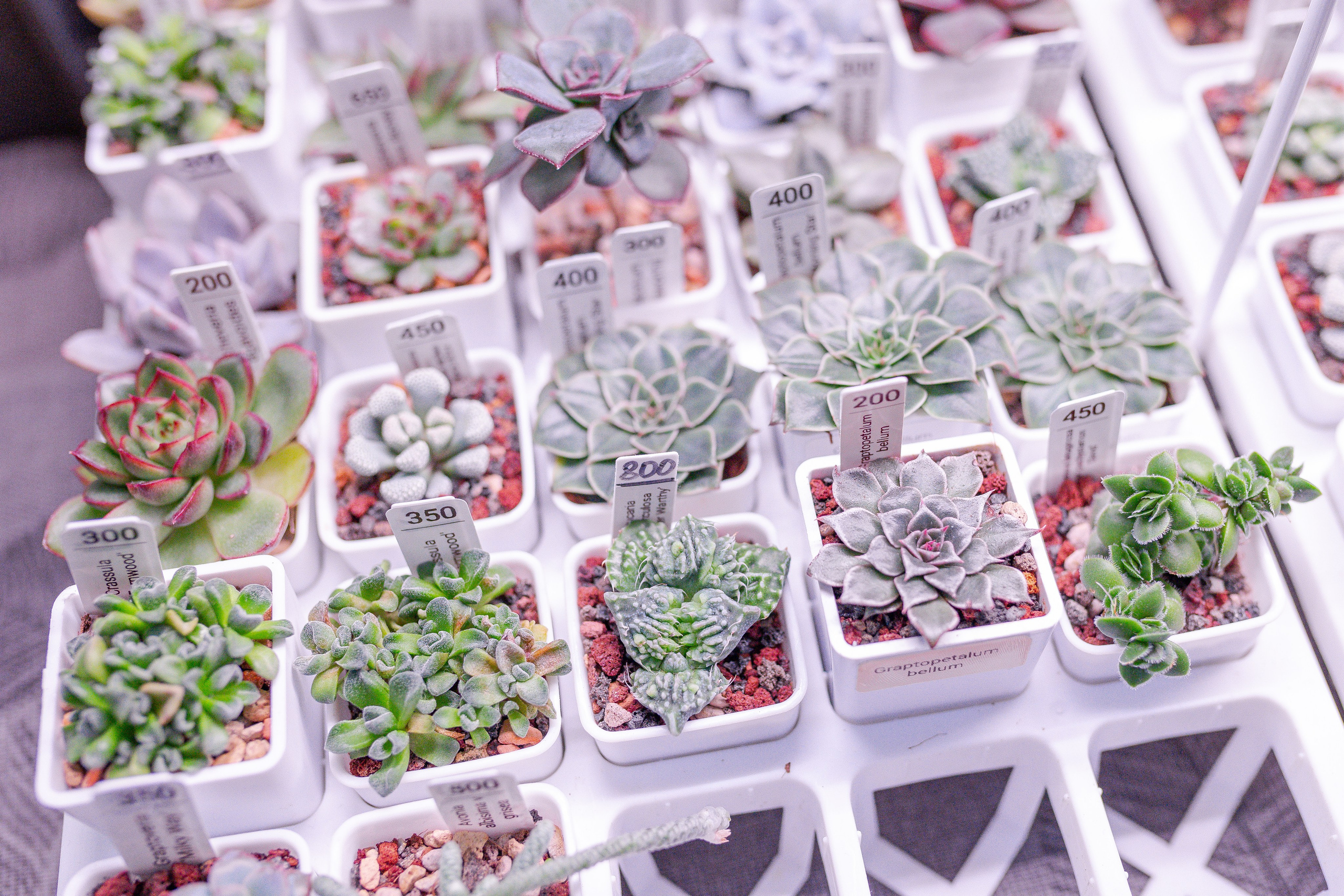 Орхидиум 12.2025. Александра Куликова фотограф, Москва