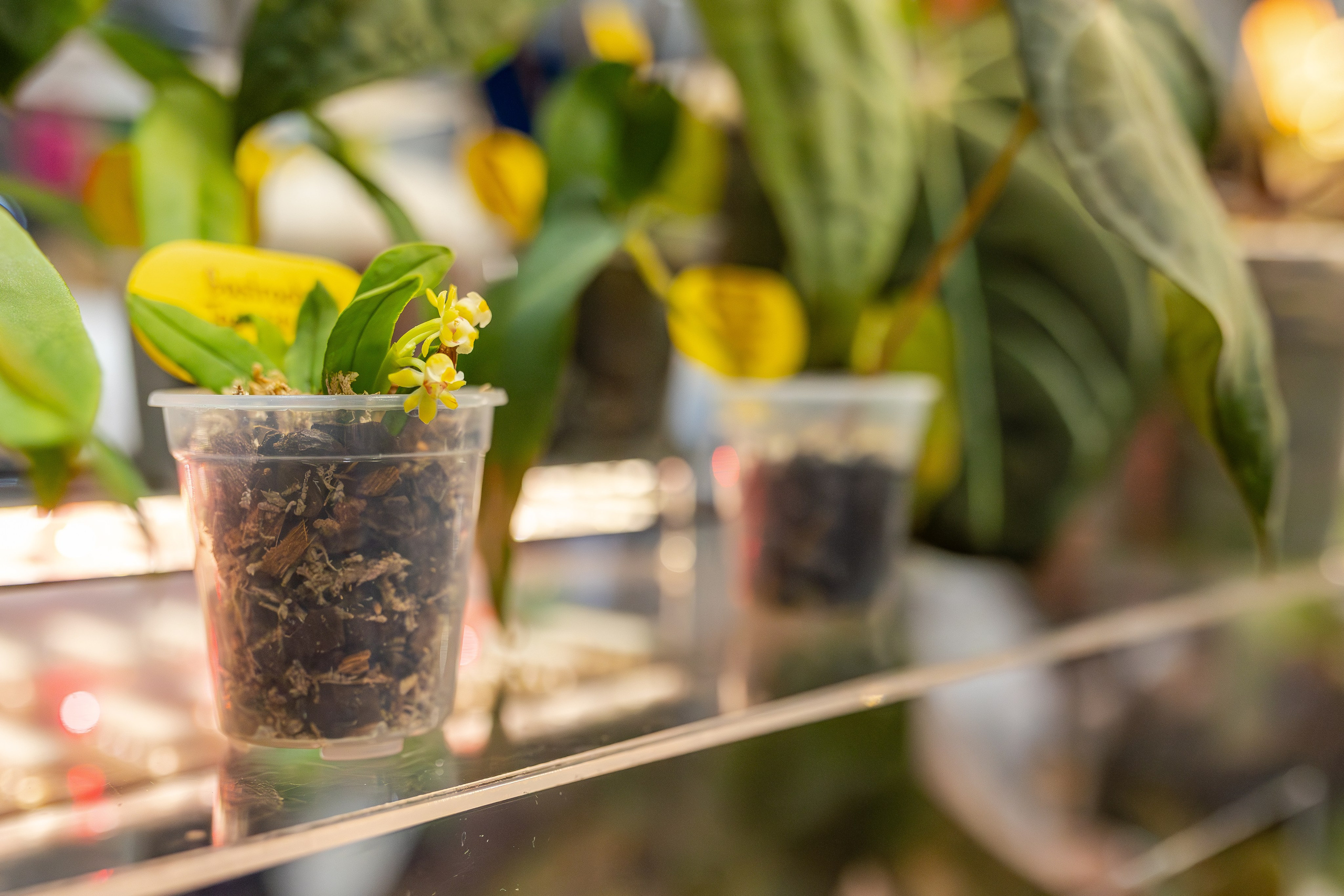 Монстериум апрель 2026. Александра Куликова фотограф, Москва