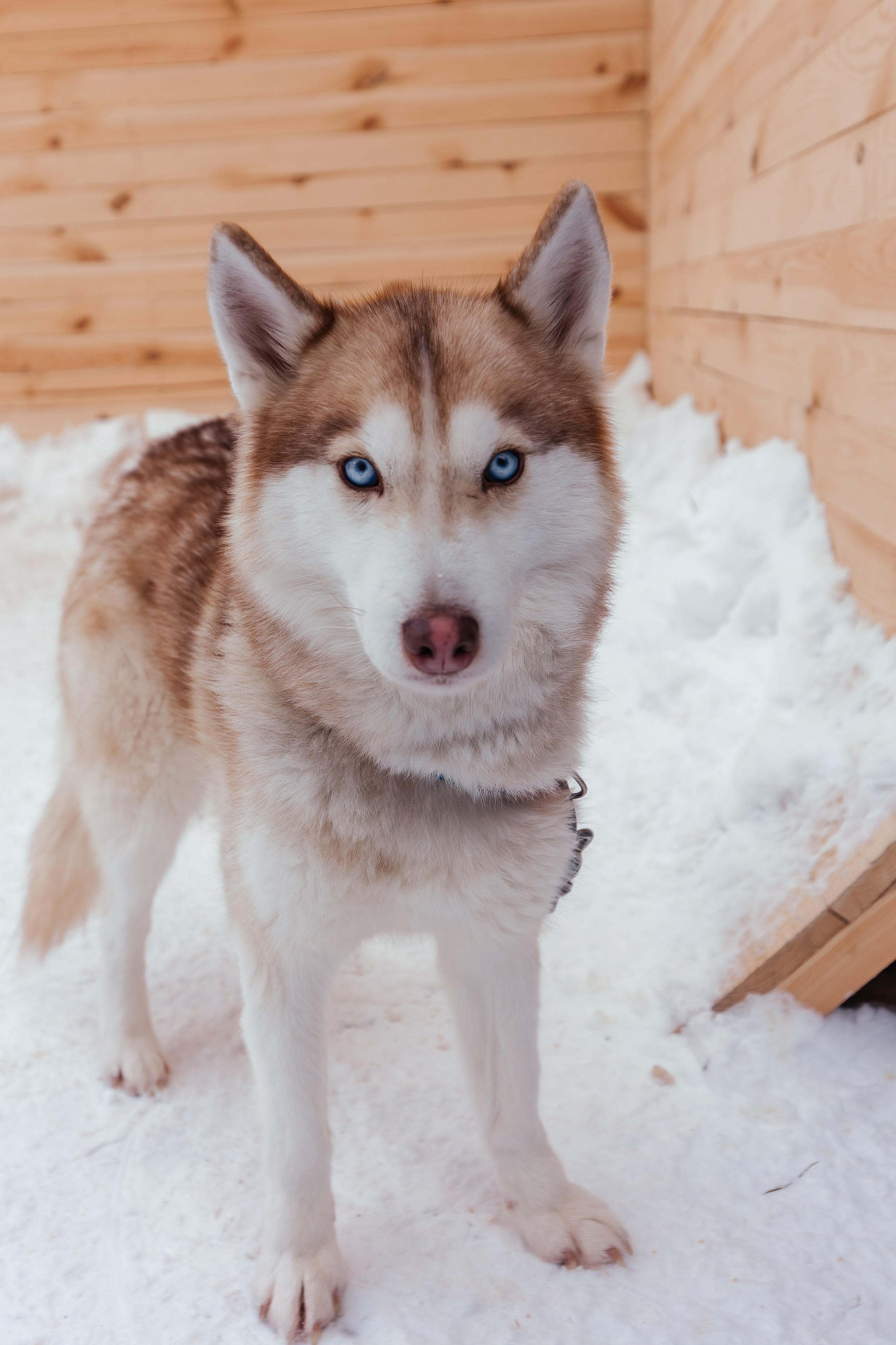 Jaecoo J7 6.0. Фотограф в Самаре / Олеся Широнина