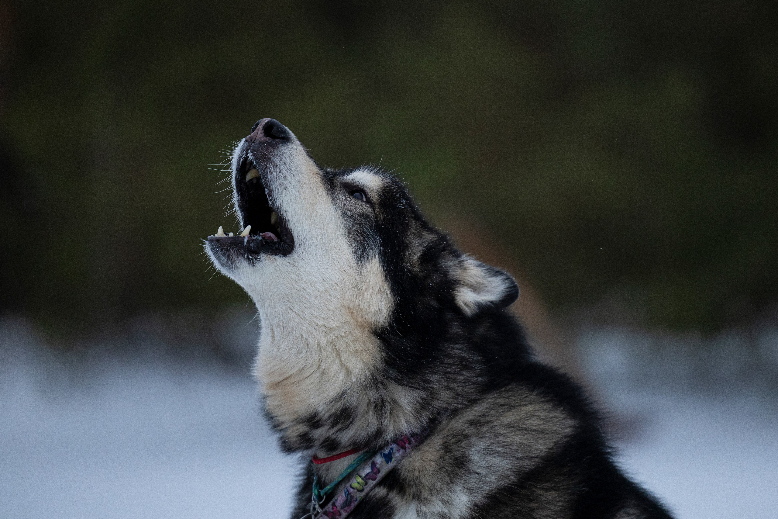 Юрген. Фотограф-анималист Анна Маринич
