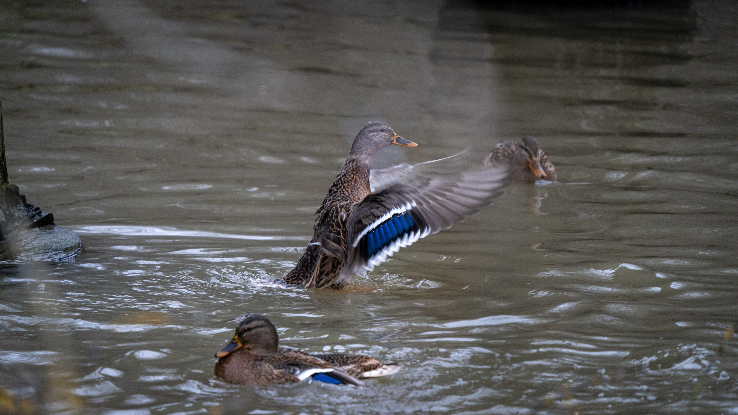 Животные. ПОБУДЬ ЗДЕСЬ И ЦЕЛЕЕ БУДЕТ ЭТОТ МИР