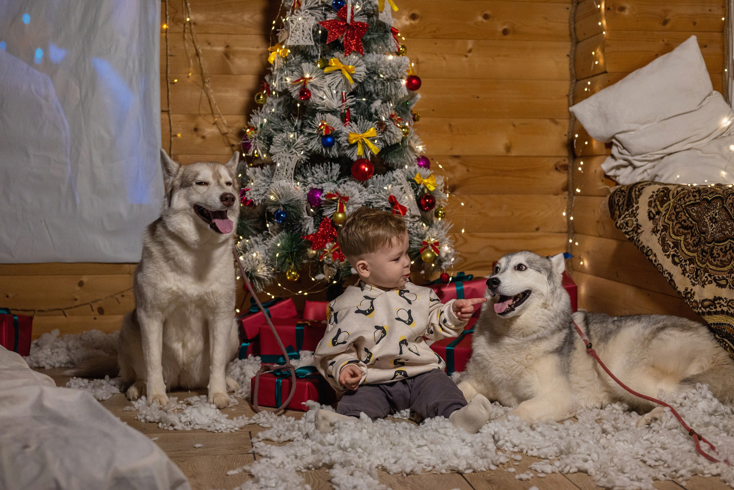 Фотопроект с хаски 2024 г. Фотограф в городе Салават