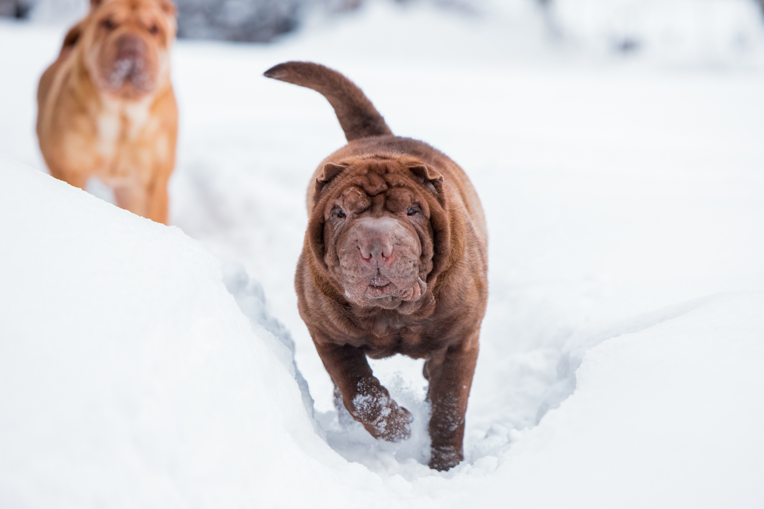 В гостях у шарпеев 16.01.2024. Фотограф-анималист Юлия Германика