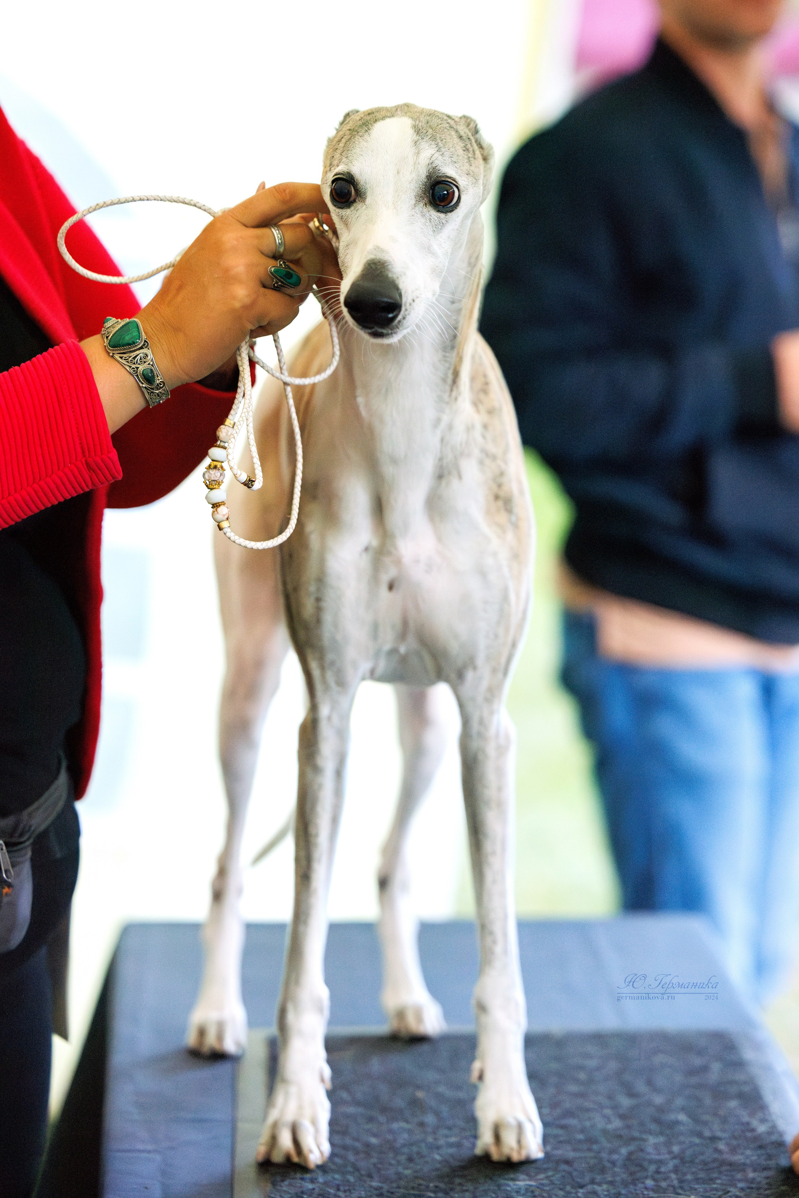 Астана 2хCACIB 17-18.08.2024. Фотограф-анималист Юлия Германика