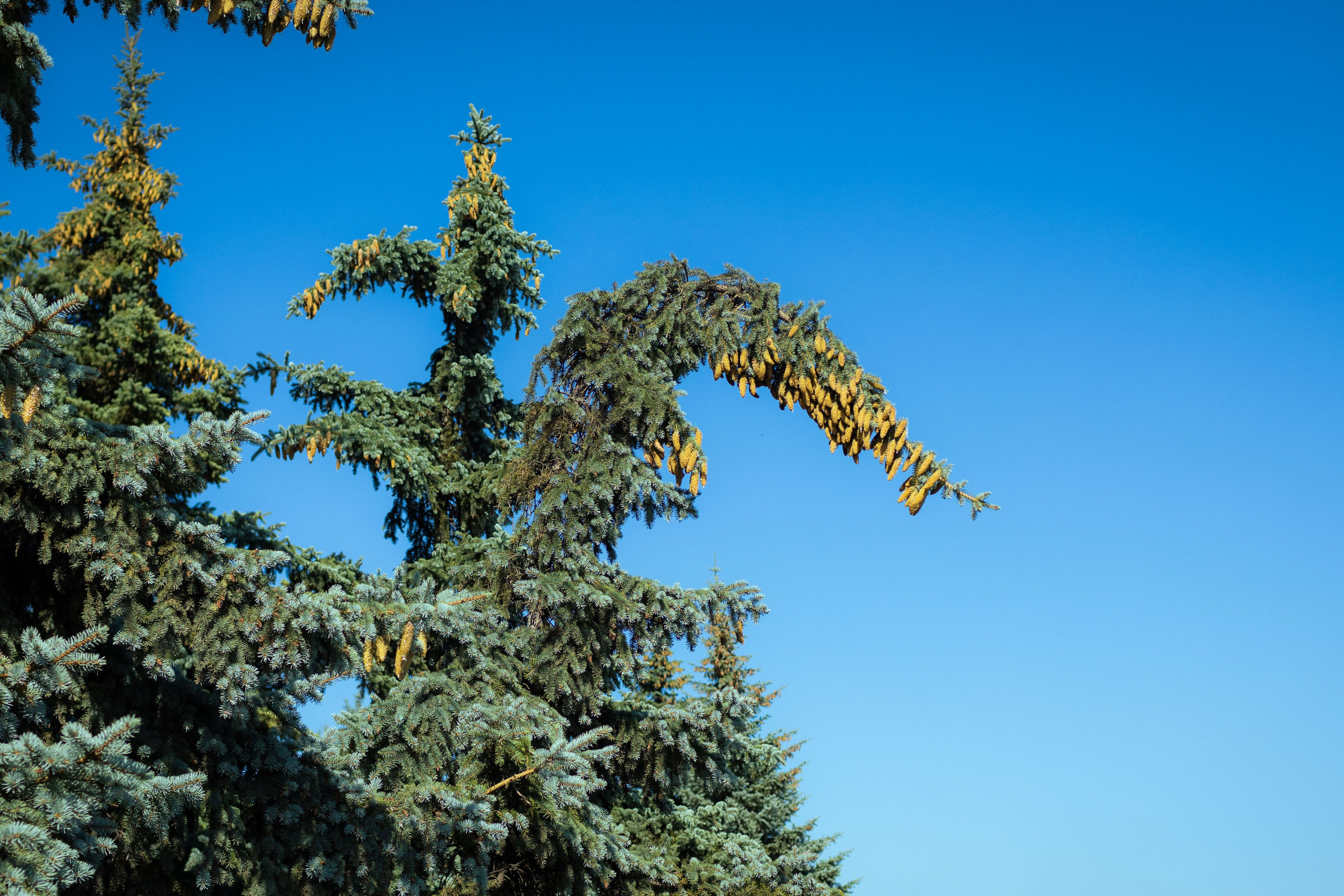 Красноярск (осень 2023). Фотограф Виноградов Константин
