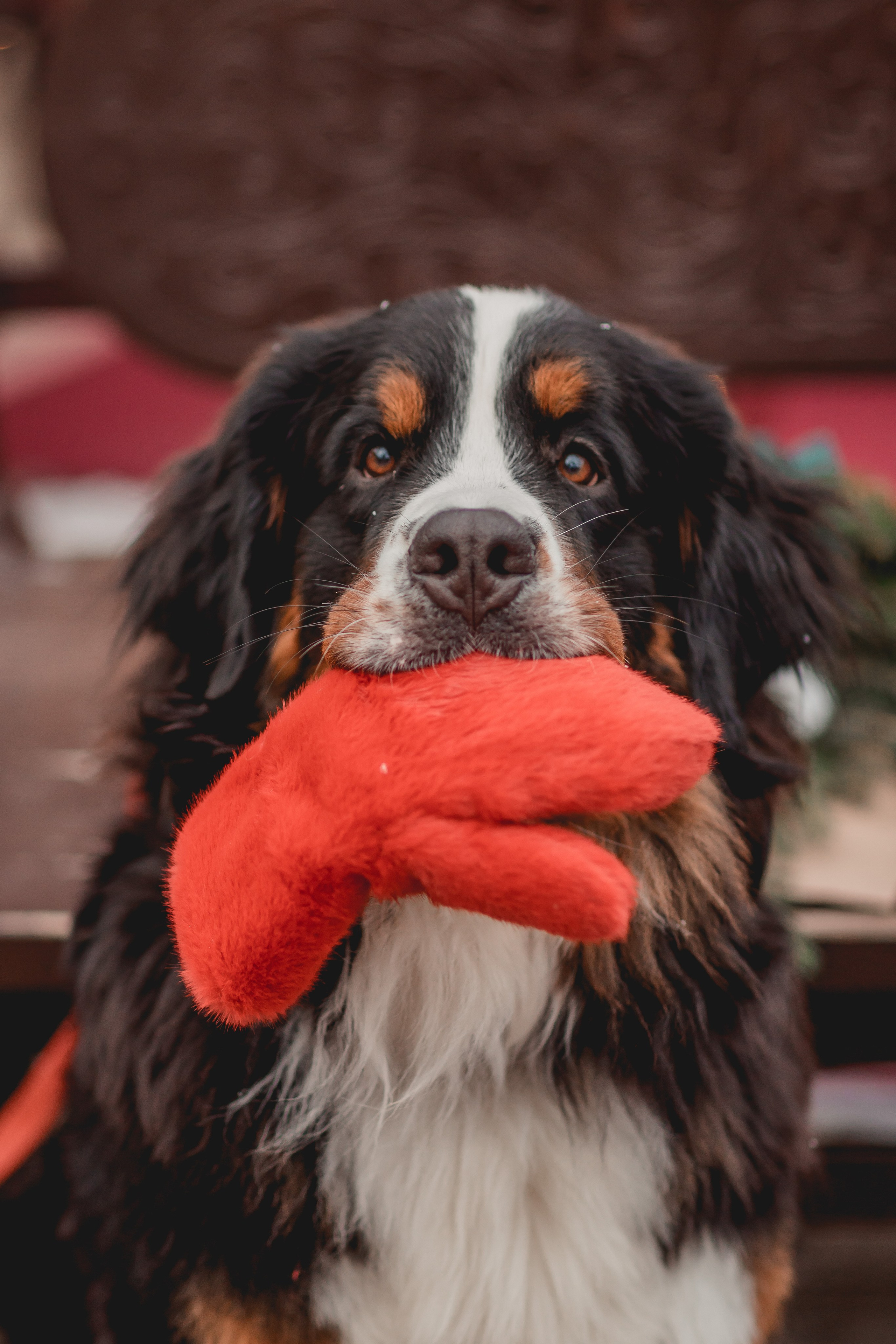 Татьяна и Терри. Семейный фотограф анималист Мария Крючкова