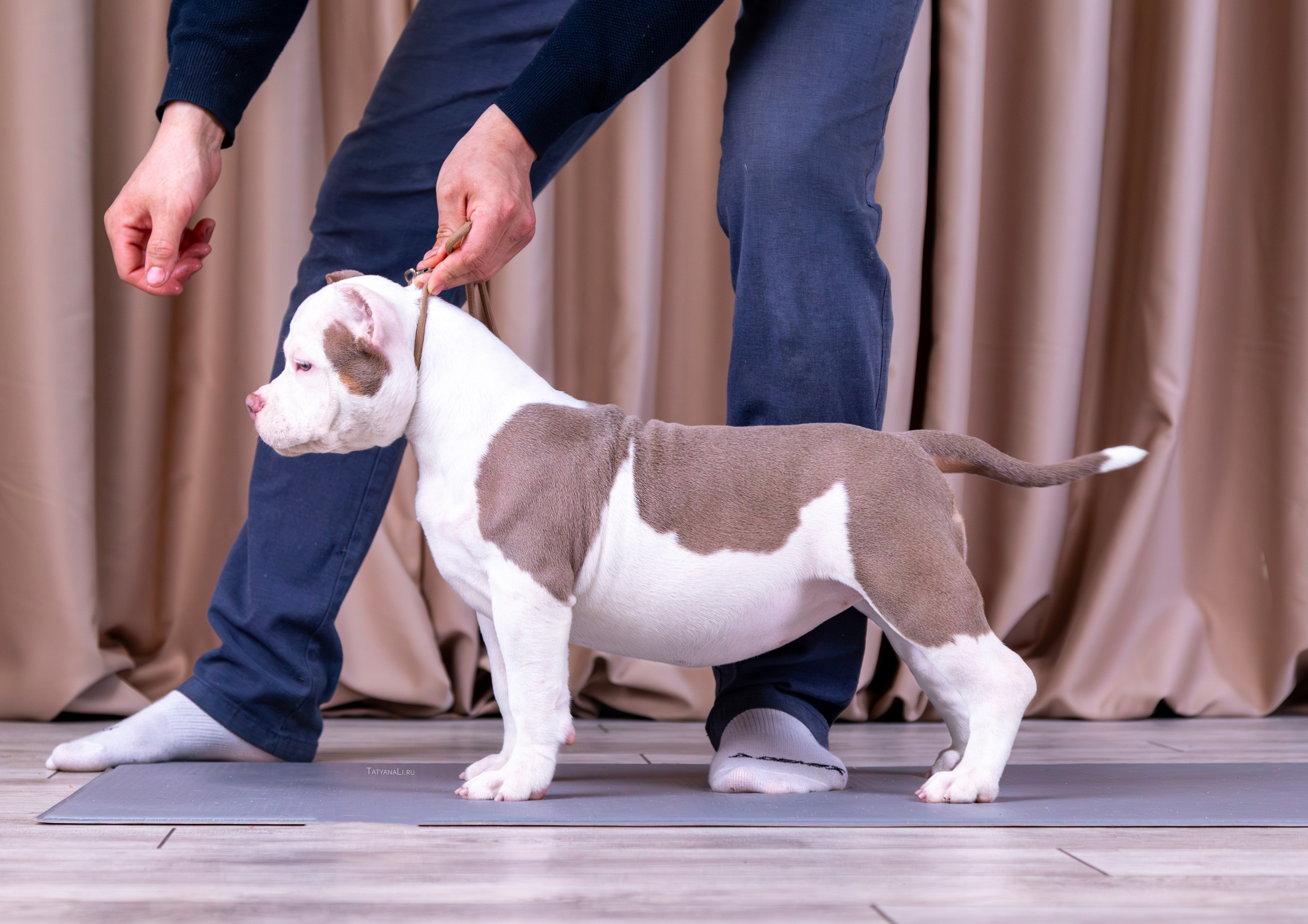 Американский булли. Фотограф — анималист Татьяна Ли