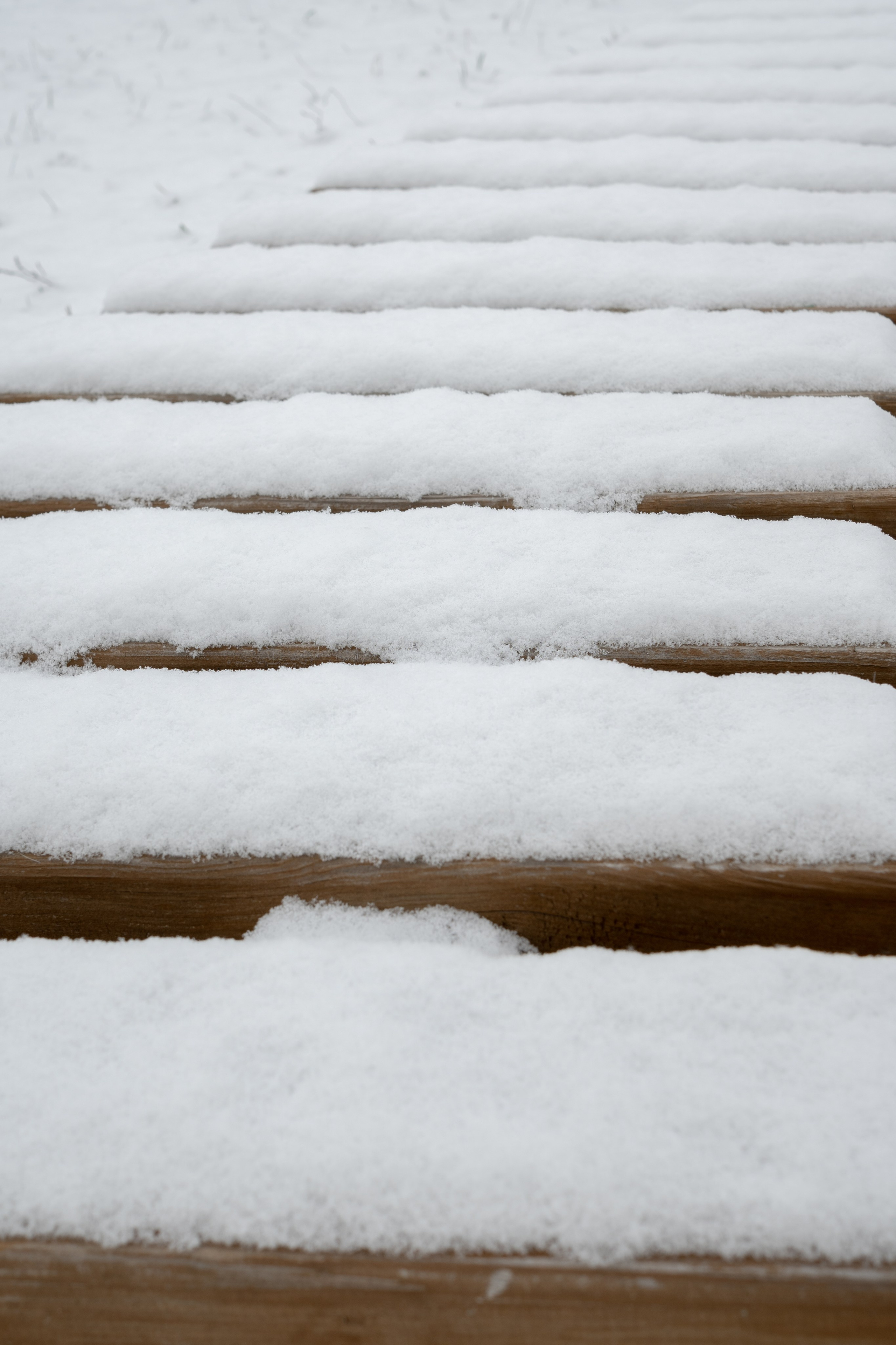 20250216 Нескучный сад. Дмитрий Ремизов. Фотография, как хобби