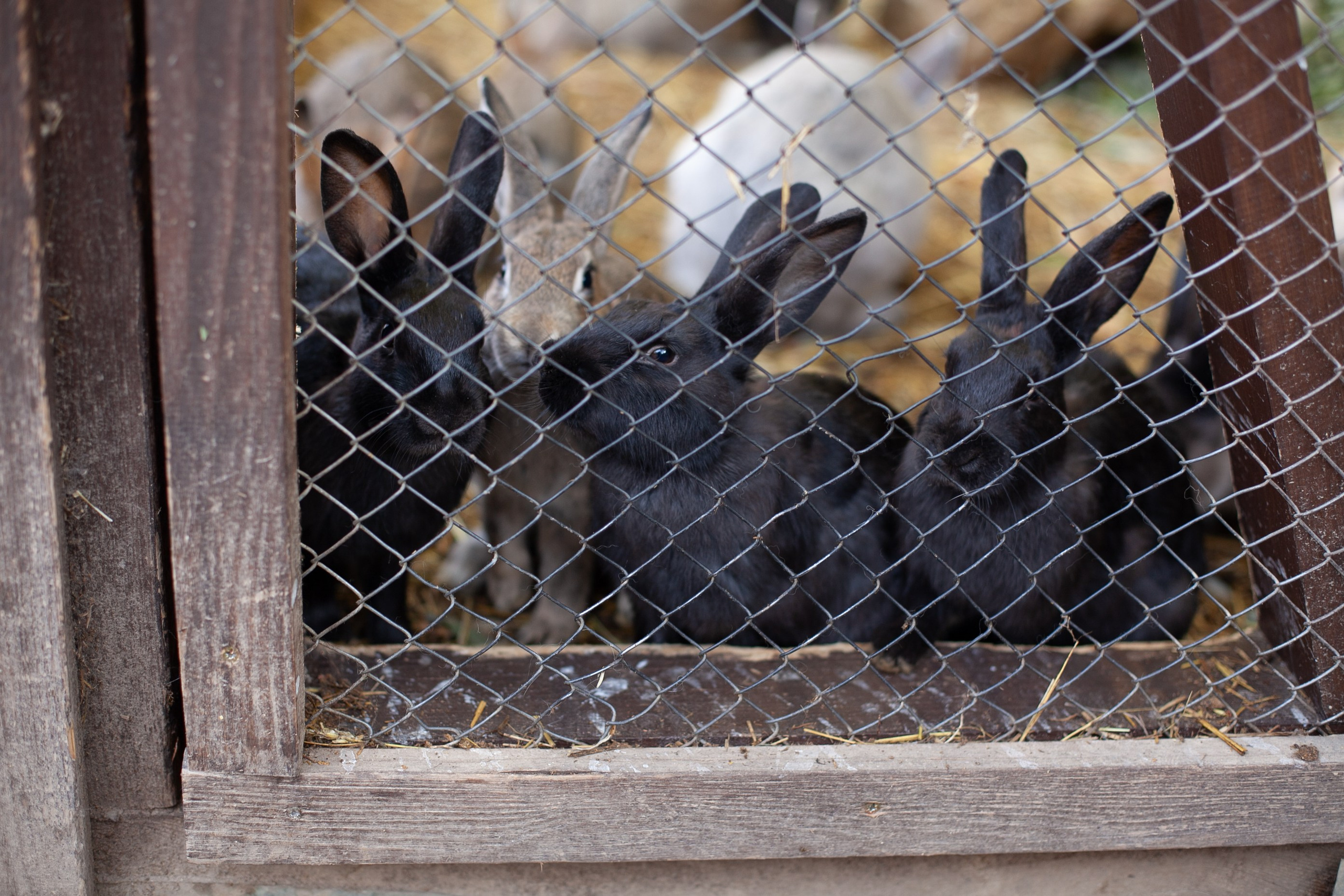 Сады Мечты. Контент для сайта. Фотограф Дарья Локотко в Красноярске