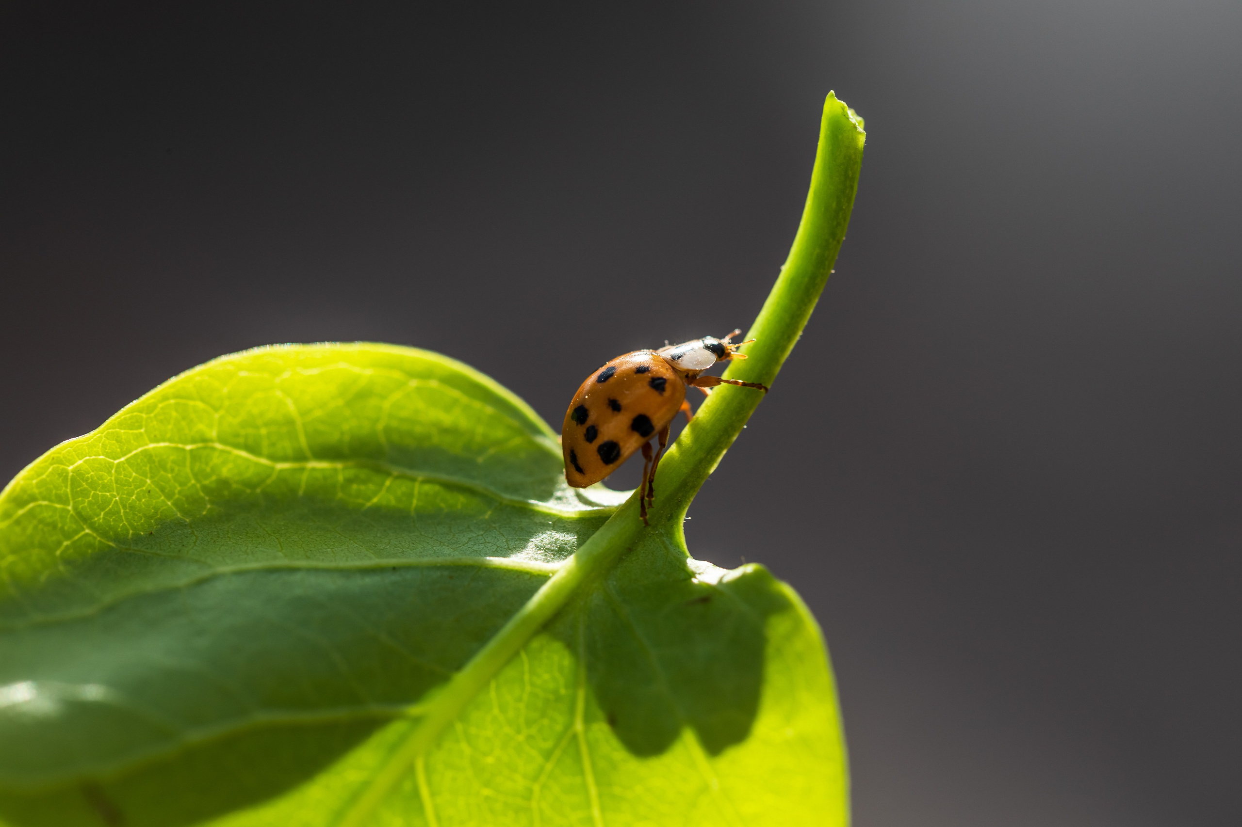 Съемка для проекта: Театрализованный ужин «Один летний день» в отеле Wawelberg. NesterovaMaria.ru