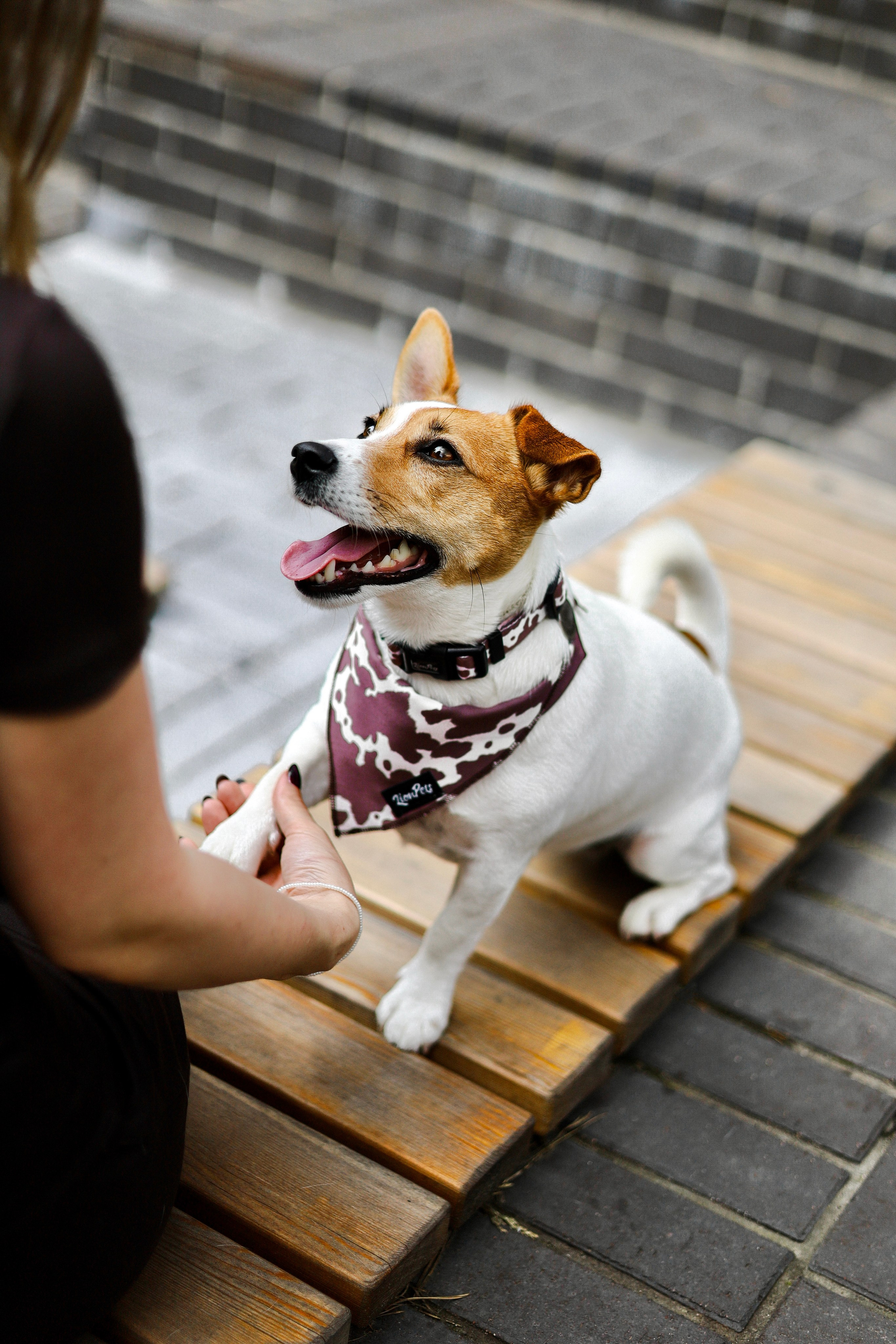Холли и Катя. Фотограф-анималист Ксения Шевцова|Москва