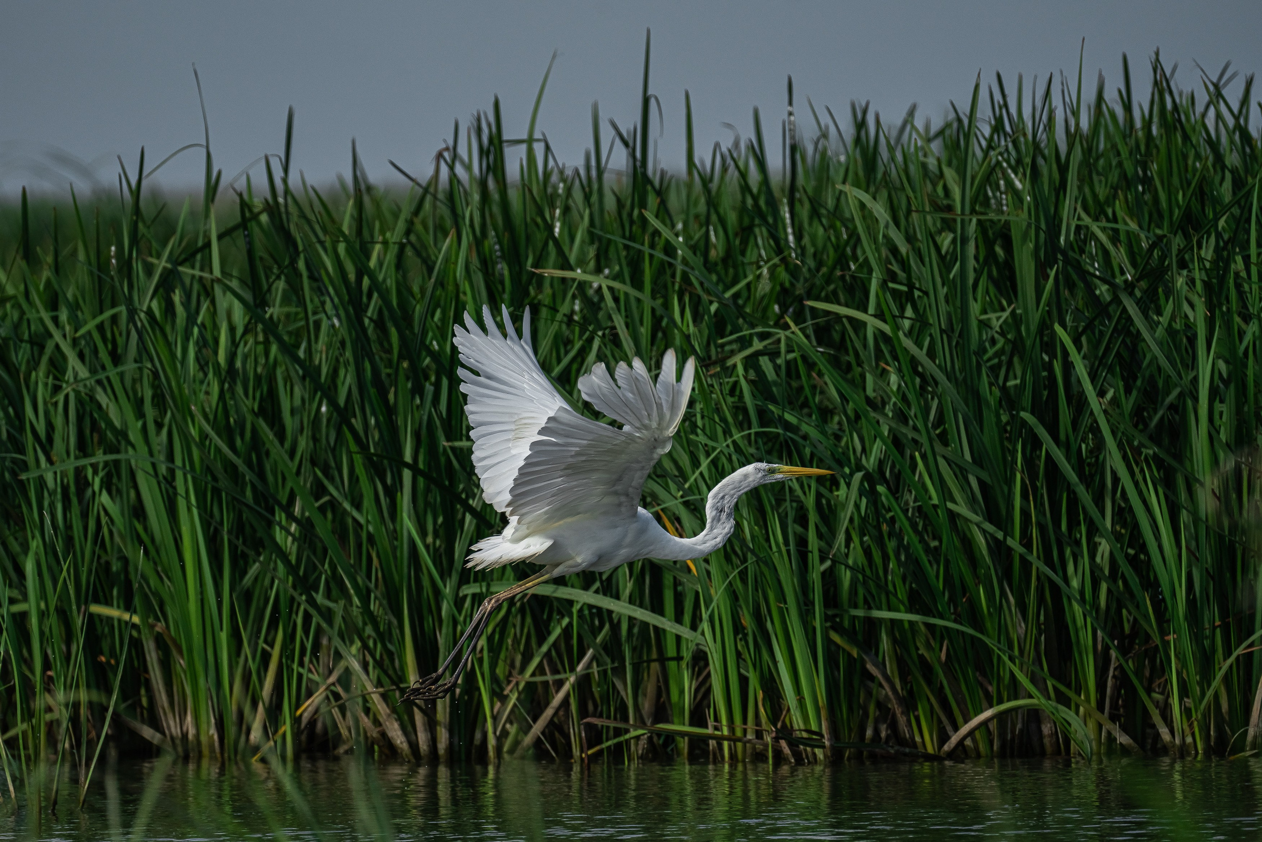 Золотые лотосы. Июль