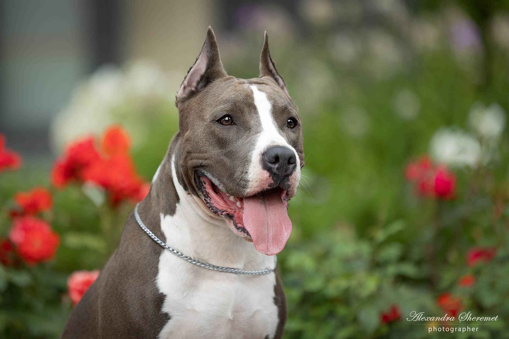Шерри. Фотограф-анималист Александра Шеремет