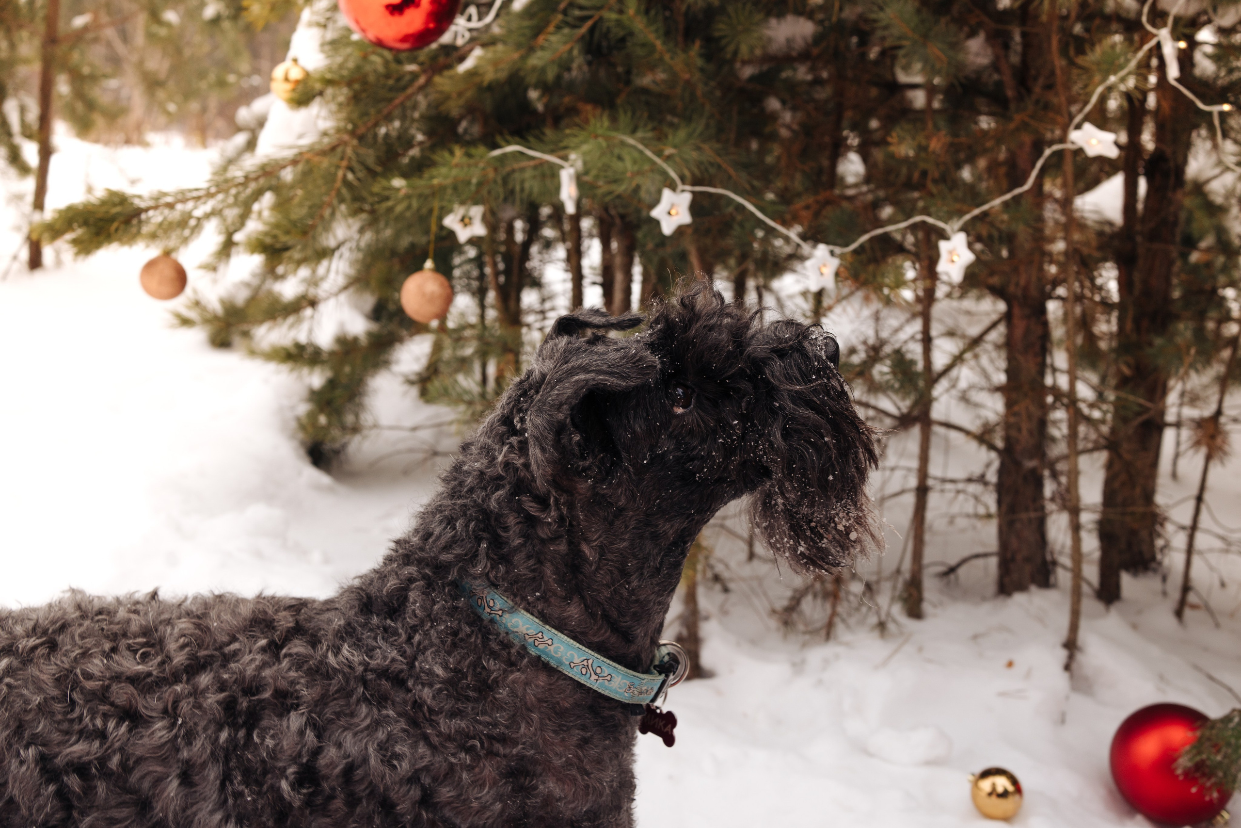 Г. Миасс 2023-2024. Фотограф-анималист Анастасия Большакова