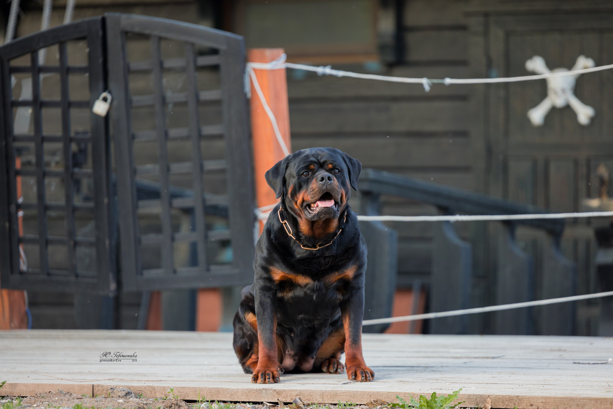 Саратов 2 х моно ротвейлеров 28-29.04.2024. Фотограф-анималист Юлия Германика
