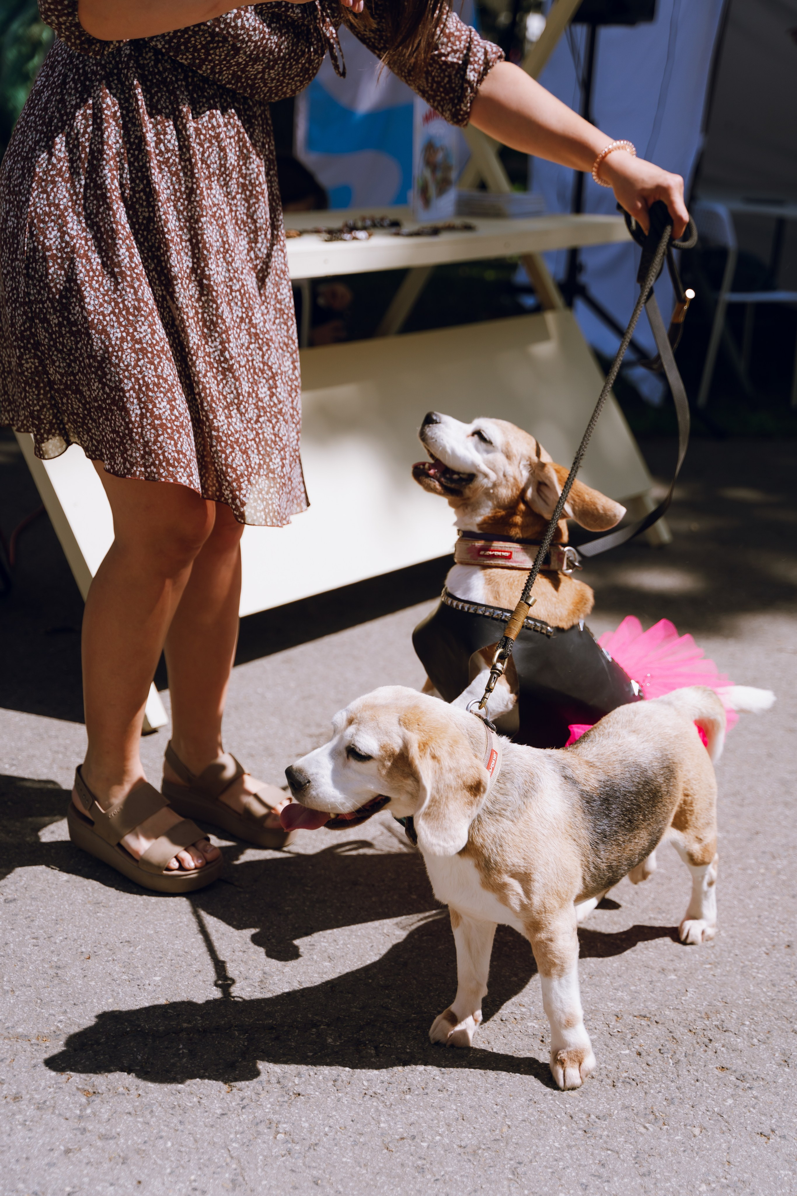 Площадка фестиваля «Мампус и его друзья» в Лесопарке 2025. Фотограф Надежда Погребняк | Рязань | Москва