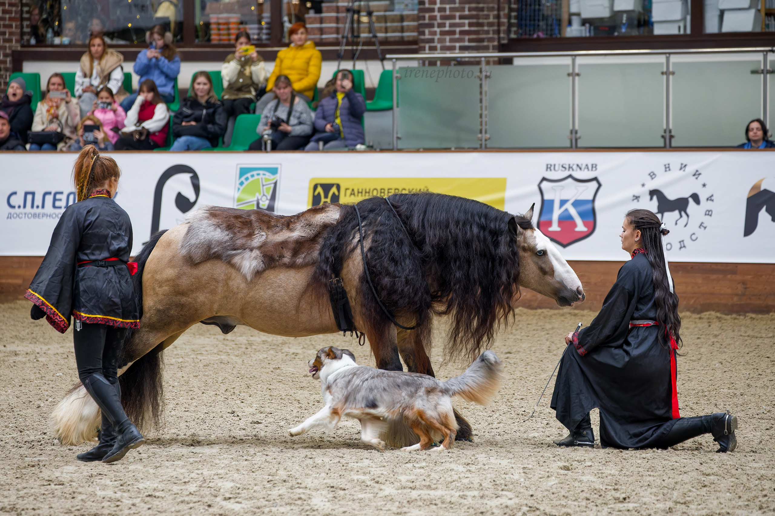 Конная Россия 2024. Irenephoto.ru