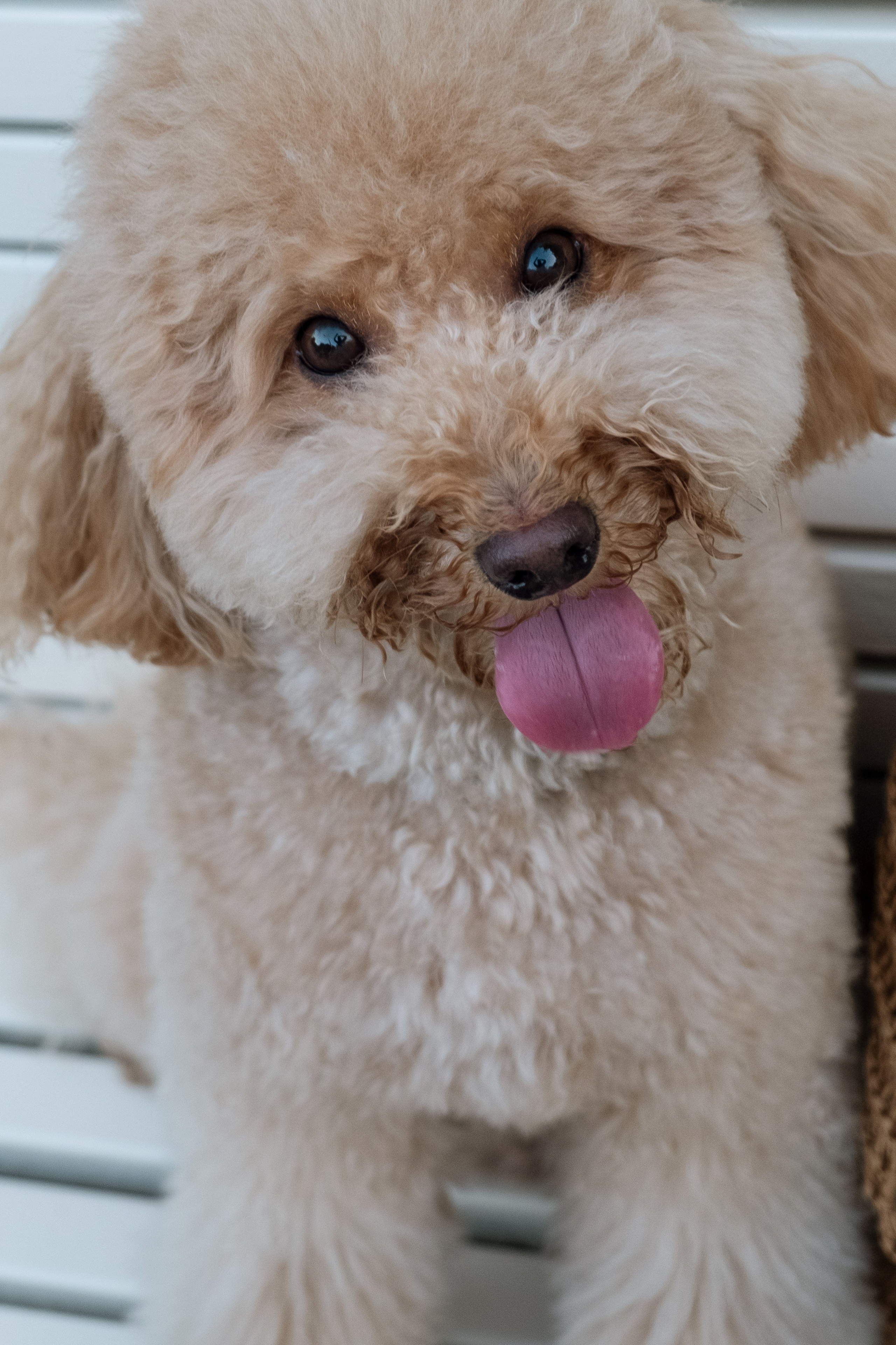 Animalism. Nataresso | фотограф Москва