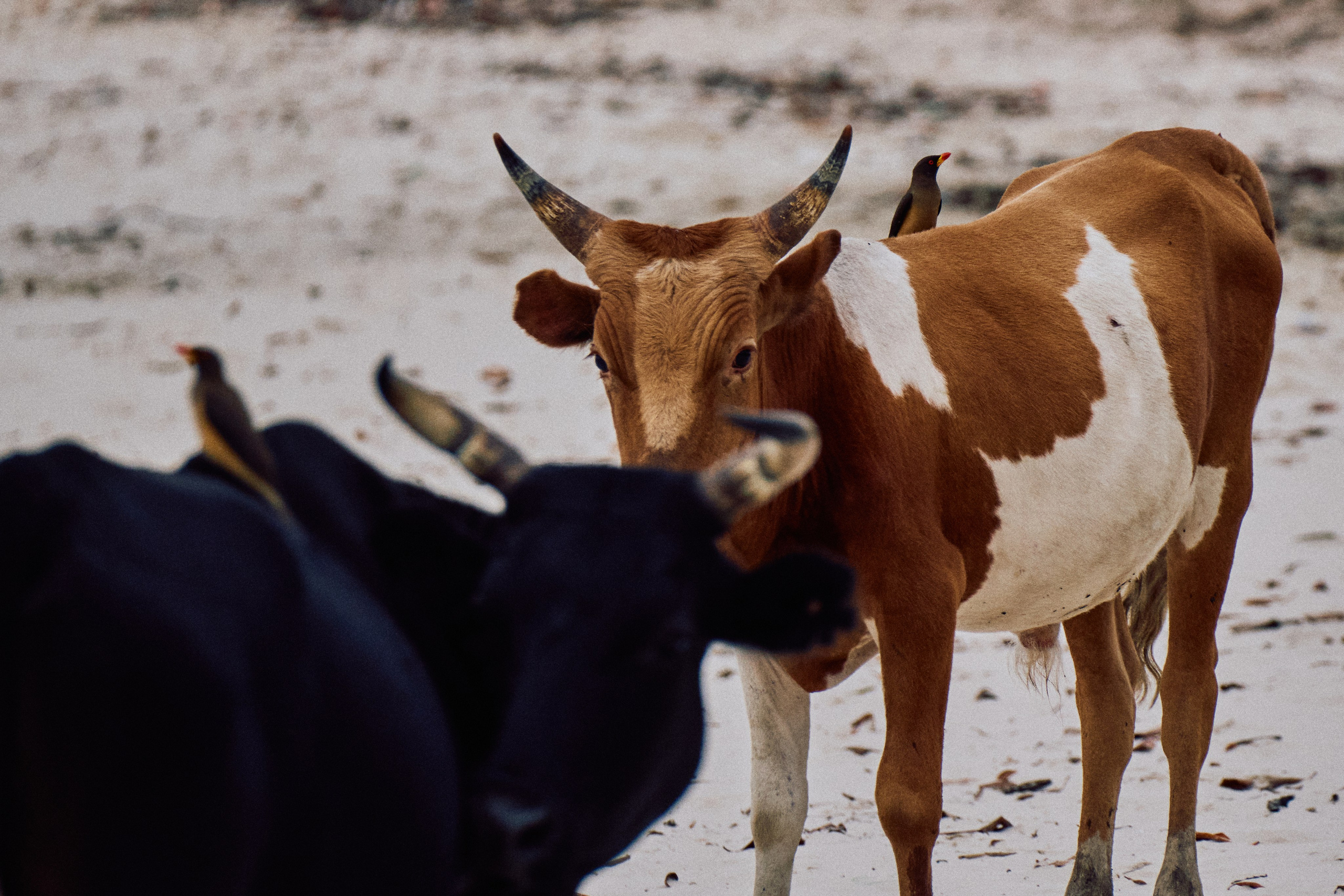 Archipelago Bissagos. See the moment and catche. commercial and reportage