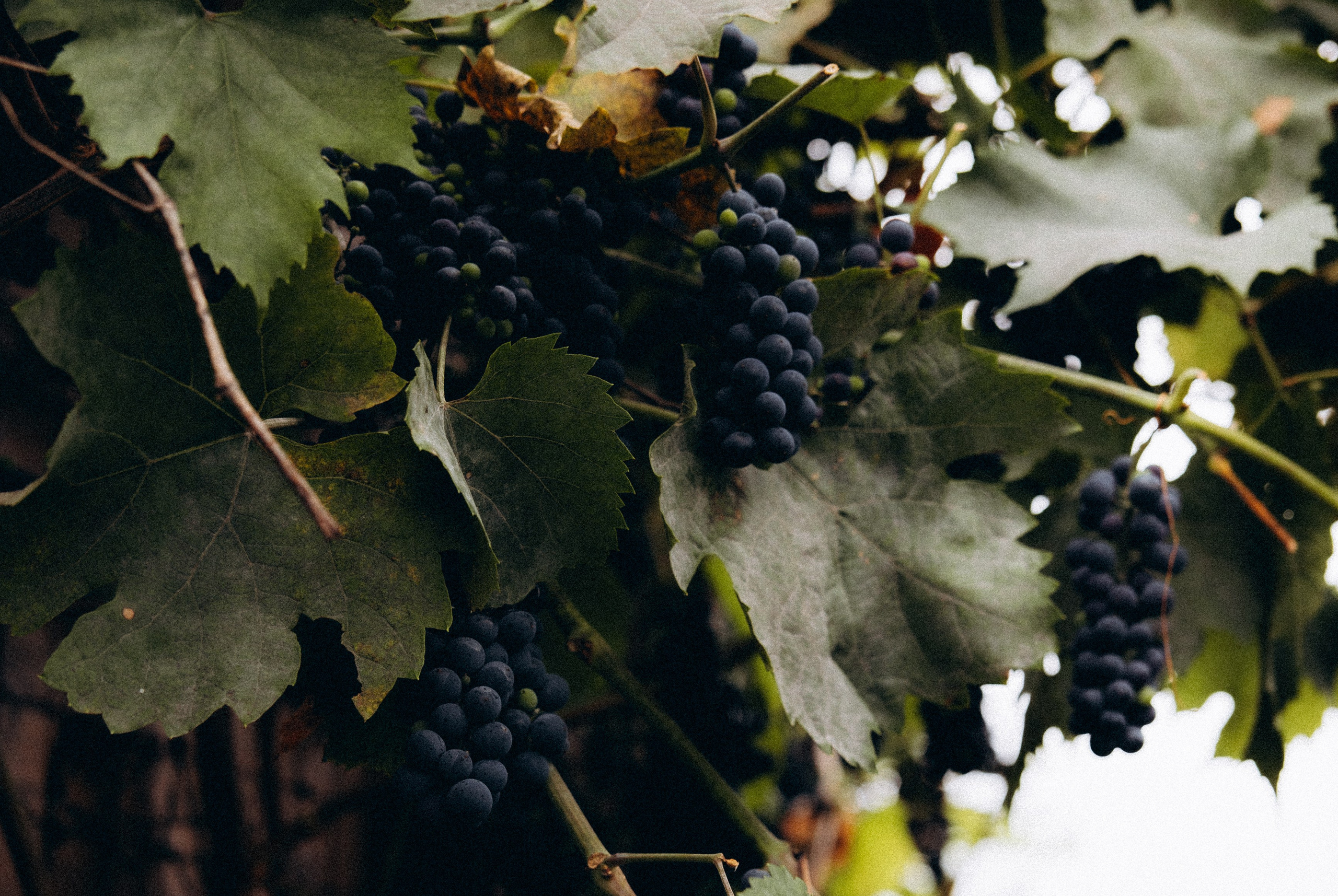 Алена и Антон. Алена Бадамшина — свадебный фотограф Воронеж / Москва