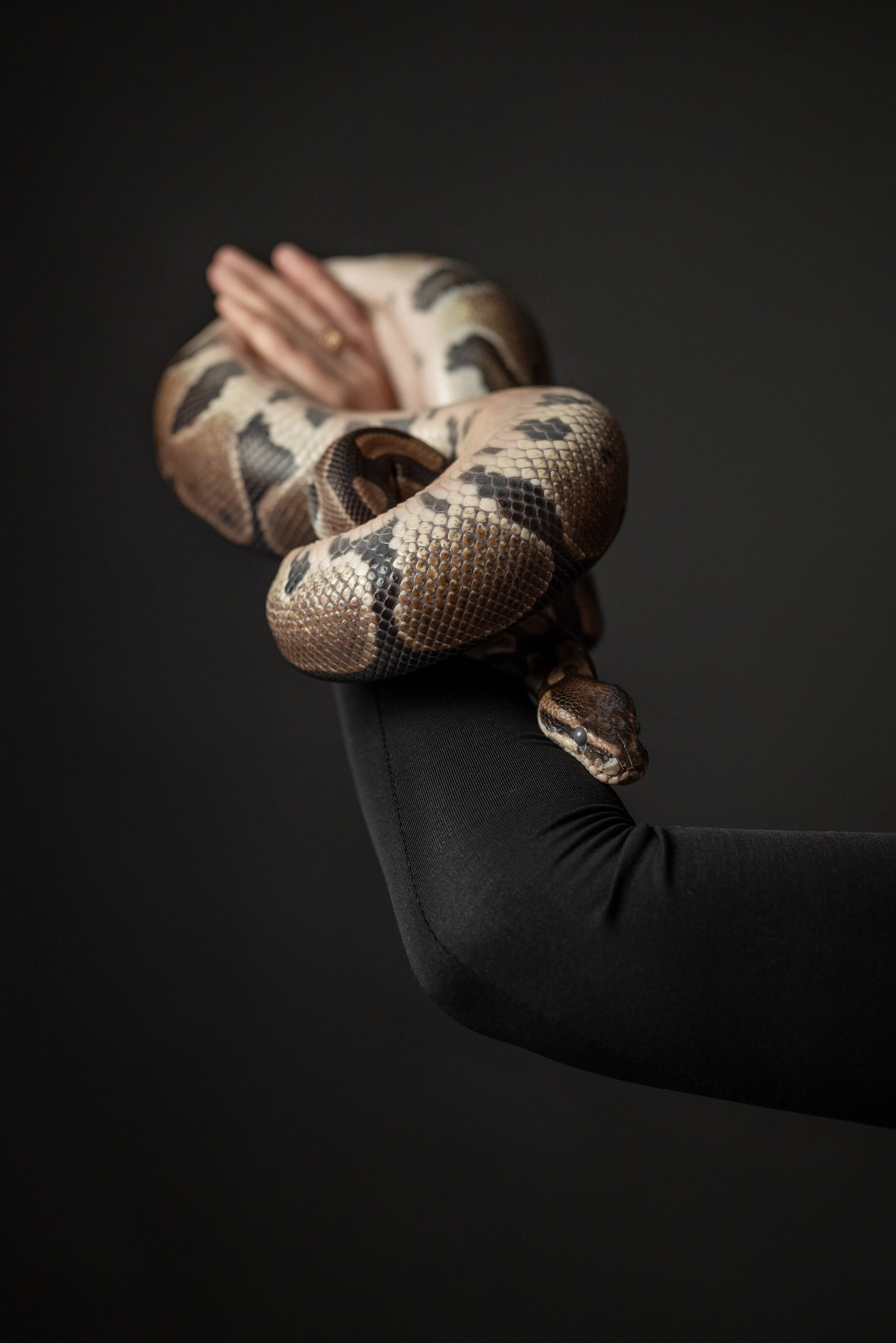 Фотопроект с питоном. Фотограф в городе Салават