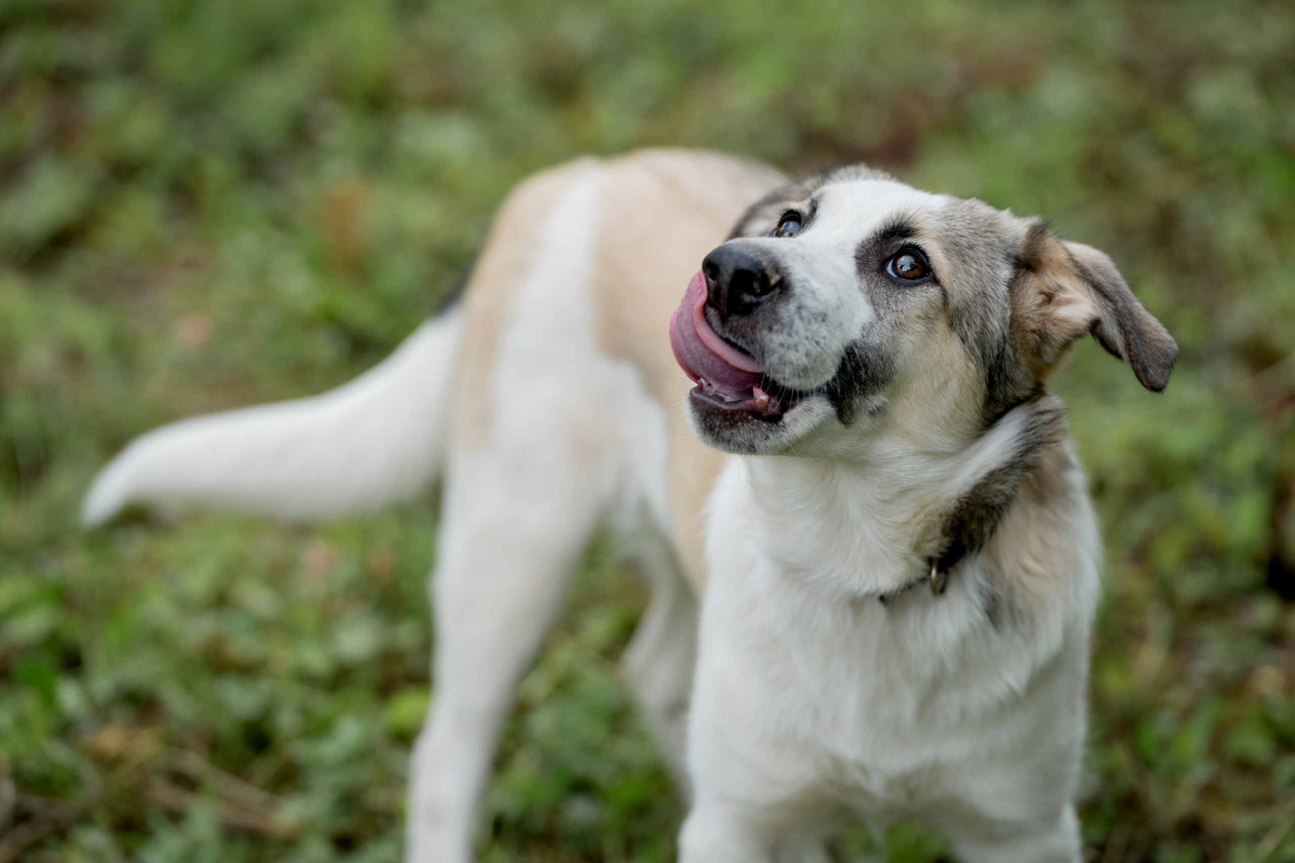 Анимализм. Портретный фотограф Олеся Владимирова в Москве