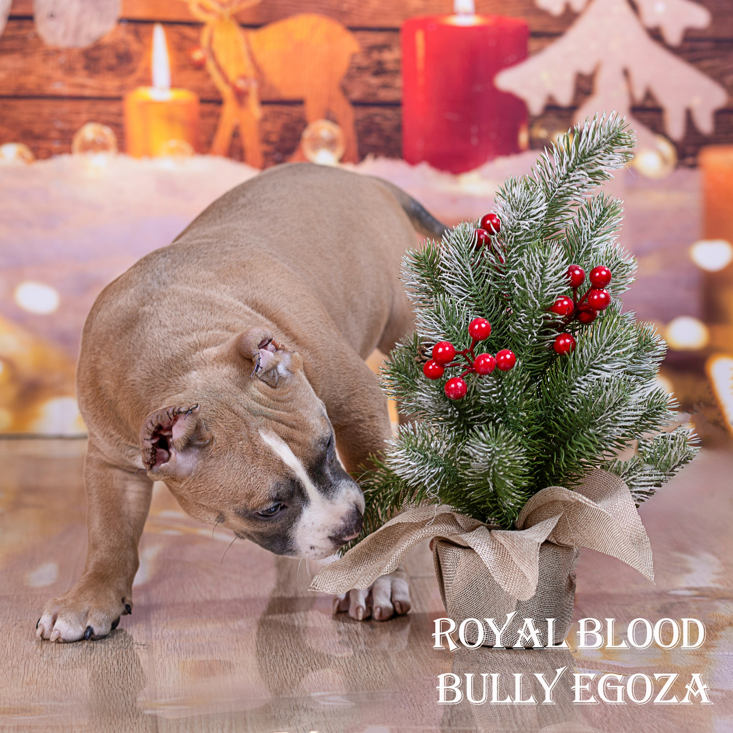 Американский булли!. Фотограф 📸 семейный, предметный, репортажный