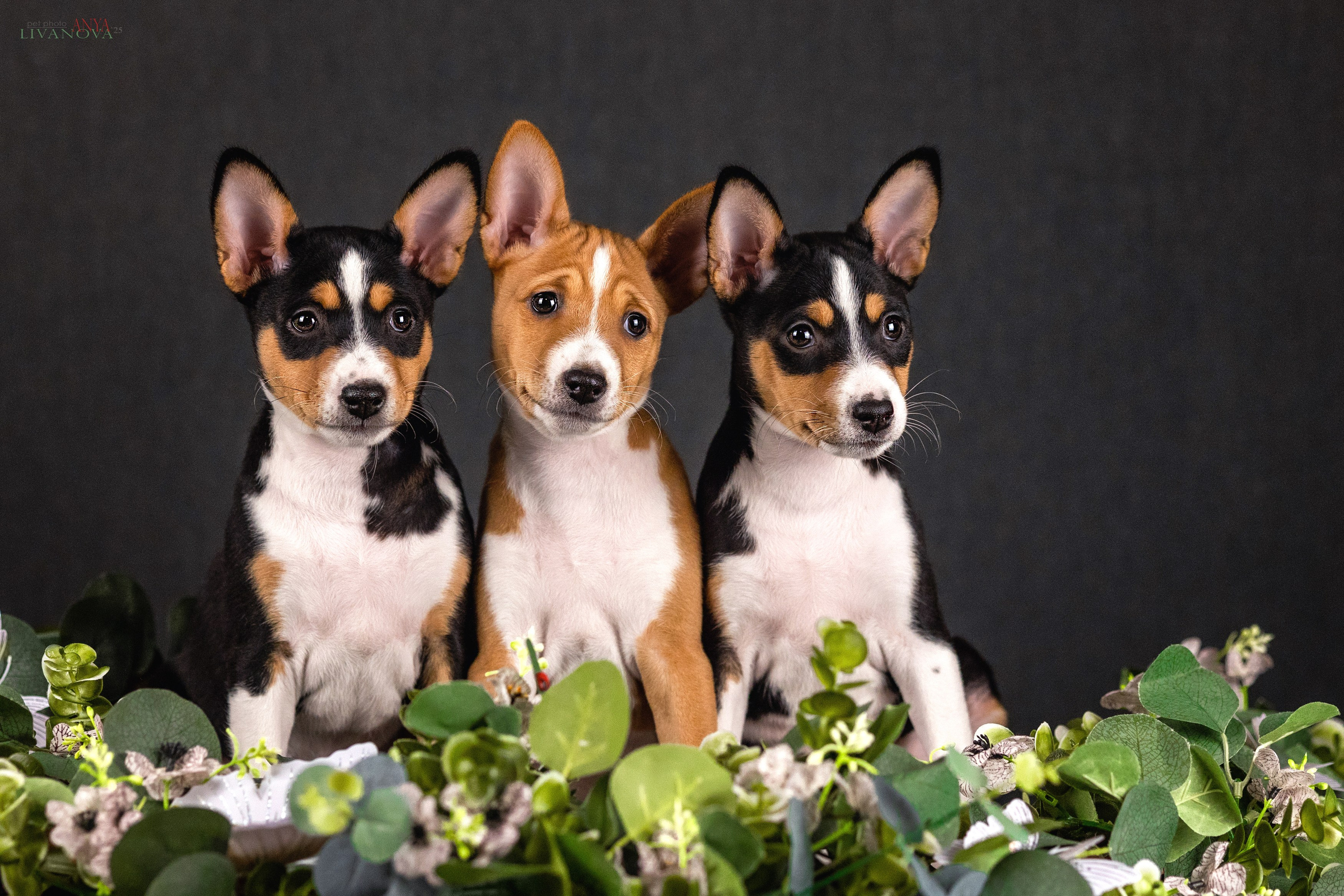 Басенджи. Фотограф анималист Аня Ливанова | Рыбинск